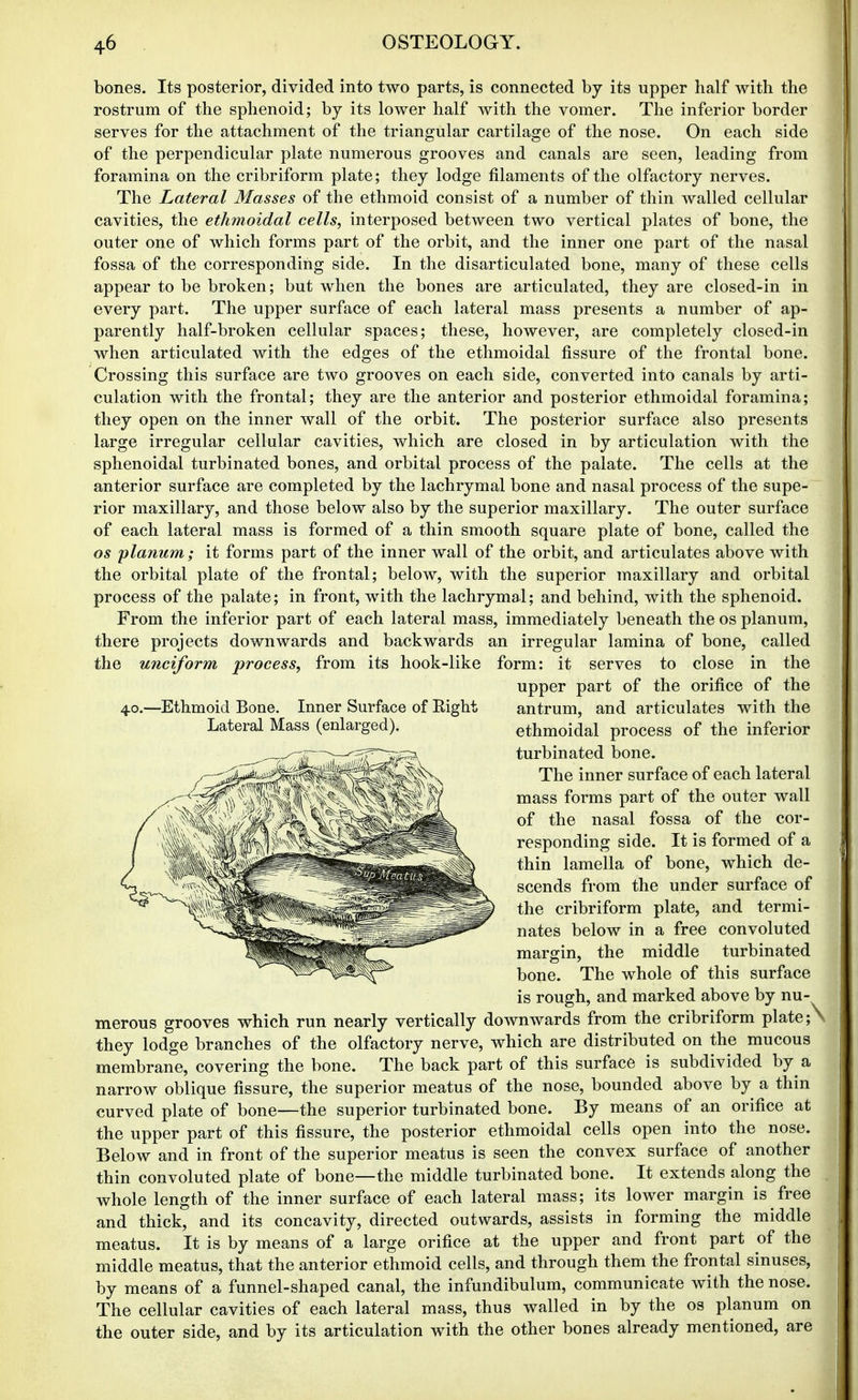 bones. Its posterior, divided into two parts, is connected by its upper half with the rostrum of the sphenoid; by its lower half with the vomer. The inferior border serves for the attachment of the triangular cartilage of the nose. On each side of the perpendicular plate numerous grooves and canals are seen, leading from foramina on the cribriform plate; they lodge filaments of the olfactory nerves. The Lateral Masses of the ethmoid consist of a number of thin walled cellular cavities, the ethmoidal cells, interposed between two vertical plates of bone, the outer one of which forms part of the orbit, and the inner one part of the nasal fossa of the corresponding side. In the disarticulated bone, many of these cells appear to be broken; but when the bones are articulated, they are closed-in in every part. The upper surface of each lateral mass presents a number of ap- parently half-broken cellular spaces; these, however, are completely closed-in when articulated with the edges of the ethmoidal fissure of the frontal bone. Crossing this surface are two grooves on each side, converted into canals by arti- culation with the frontal; they are the anterior and posterior ethmoidal foramina; they open on the inner wall of the orbit. The posterior surface also presents large irregular cellular cavities, which are closed in by articulation with the sphenoidal turbinated bones, and orbital process of the palate. The cells at the anterior surface are completed by the lachrymal bone and nasal process of the supe- rior maxillary, and those below also by the superior maxillary. The outer surface of each lateral mass is formed of a thin smooth square plate of bone, called the OS planum; it forms part of the inner wall of the orbit, and articulates above with the orbital plate of the frontal; below, with the superior maxillary and orbital process of the palate; in front, with the lachrymal; and behind, with the sphenoid. From the inferior part of each lateral mass, immediately beneath the os planum, there projects downwards and backwards an irregular lamina of bone, called the unciform process, from its hook-like form: it serves to close in the upper part of the orifice of the antrum, and articulates with the ethmoidal process of the inferior turbinated bone. The inner surface of each lateral mass forms part of the outer wall of the nasal fossa of the cor- responding side. It is formed of a thin lamella of bone, which de- scends from the under surface of the cribriform plate, and termi- nates below in a free convoluted margin, the middle turbinated bone. The whole of this surface is rough, and marked above by nu- merous grooves which run nearly vertically downwards from the cribriform plate; they lodge branches of the olfactory nerve, which are distributed on the mucous membrane, covering the bone. The back part of this surface is subdivided by a narrow oblique fissure, the superior meatus of the nose, bounded above by a thin curved plate of bone—the superior turbinated bone. By means of an orifice at the upper part of this fissure, the posterior ethmoidal cells open into the nose. Below and in front of the superior meatus is seen the convex surface of another thin convoluted plate of bone—the middle turbinated bone. It extends along the whole length of the inner surface of each lateral mass; its lower margin is free and thick, and its concavity, directed outwards, assists in forming the middle meatus. It is by means of a large orifice at the upper and front part of the middle meatus, that the anterior ethmoid cells, and through them the frontal sinuses, by means of a funnel-shaped canal, the infundibulum, communicate with the nose. The cellular cavities of each lateral mass, thus walled in by the os planum on the outer side, and by its articulation with the other bones already mentioned, are 40.—Ethmoid Bone. Inner Surface of Right Lateral Mass (enlarged).