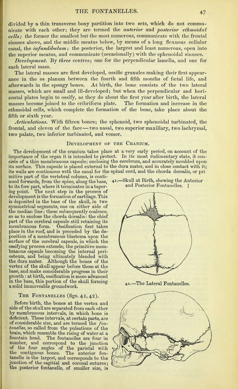 THE FONTANELLES. -Skull at Birth, shewing the Anterior and Posterior Fontanelles. | divided by a thin transverse bony partition into two sets, which do not commu- nicate with each other; they are termed the anterior and posterior ethmoidal cells; the former the smallest but the most numerous, communicate with the frontal sinuses above, and the middle meatus below, by means of a long flexuous cellular canal, the infundibulum; the posterior, the largest and least numerous, open into the superior meatus, and communicate (occasionally) with the sphenoidal sinuses. Development. By three centres; one for the perpendicular lamella, and one for each lateral mass. The lateral masses are first developed, ossific granules making their first appear- ance in the os planum between the fourth and fifth months of foetal life, and afterwards in the spongy bones. At birth, the bone consists of the two lateral masses, which are small and ill-developed; but when the perpendicular and hori- zontal plates begin to ossify, as they do about the first year after birth, the lateral masses become joined to the cribriform plate. The formation and increase in the ethmoidal cells, which complete the formation of the bone, take place about the fifth or sixth year. Articulations. With fifteen bones; the sphenoid, two sphenoidal turbinated, the frontal, and eleven of the face — two nasal, two superior maxillary, two lachrymal, two palate, two inferior turbinated, and vomer. Development of the Cranium. The development of the cranium takes place at a very early period, on account of the importance of the organ it is intended to protect. In its most rudimentary state, it con- sists of a thin membranous capsule; enclosing the cerebrum, and accurately moulded upon its surface. This capsule is placed external to the dura mater, and in close contact with it; its walls are continuous with the canal for the spinal cord, and the chorda dorsalis, or pri mitive part of the vertebral column, is conti- nued forwards, from the spine, along the base, to its fore part, where it terminates in a taper- ing point. The next step in the process of development is the formation of cartilage. This is deposited in the base of the skull, in two symmetrical segments, one on either side of the median line; these subsequently coalesce, so as to enclose the chorda dorsalis: the chief part of the cerebral capsule still retaining its membranous form. Ossification first takes place in the roof, and is preceded by the de- position of a membranous blastema upon the surface of the cerebral capsule, in which the ossifying process extends; the primitive mem- branous capsule becoming the internal peri- osteum, and being ultimately blended with the dura mater. Although the bones of the vertex of the skull appear before those at the base, and make considerable progress in their growth: at birth, ossification is more advanced in the base, this portion of the skull forming a solid immoveable groundwork. The Fontanelles (figs. 41,42). _ Before birth, the bones at the vertex and side of the skull are separated from each other by membranous intervals, in which bone is deficient. These intervals, at certain parts, are of considerable size, and are termed the fon- tanelles, so called from the pulsations of the brain, which resemble the rising of water at a fountain head. The fontanelles are four in number, and correspond to the junction of the four angles of the parietal with the contiguous bones. The anterior fon- tanelle is the largest, and corresponds to the junction of the sagittal and coronal sutures; the posterior fontanelle, of smaller size, is 4-2.—The Lateral Fontanelles.