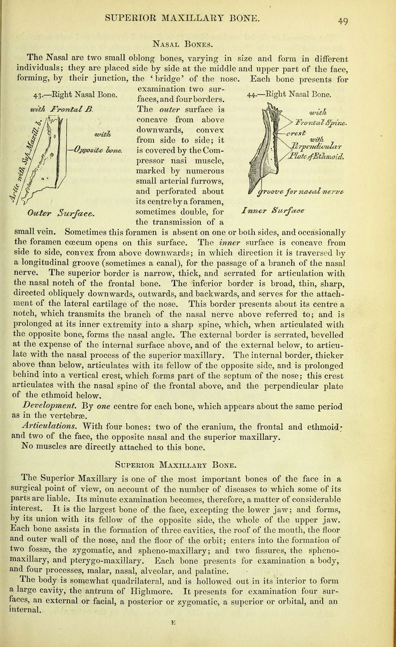 43.—Eight Nasal Bone. —Ojrposit e ioT)^. Eight Nasal Bone. Fro nVaZ Np^rie.. crest wiHt ^latepfMlinwid. Outer Surface. JmiCT Siirj^ccee Nasal Bones. The Nasal are two small oblong bones, varying in size and form in different individuals; they are placed side by side at the middle and upper part of the face, forming, by their junction, the 'bridge' of the nose. Each bone presents for examination two sur- faces, and four borders. The outer surface is concave from above downwards, convex from side to side; it is covered by the Com- pressor nasi muscle, marked by numerous small arterial furrows, and perforated about its centreby a foramen, sometimes double, for the transmission of a small vein. Sometimes this foramen is absent on one or both sides, and occasionally the foramen coecum opens on this surface. The inner surface is concave from side to side, convex from above downwards; in which direction it is traversed by a longitudinal groove (sometimes a canal), for the passage of a branch of the nasal nerve. The superior border is narrow, thick, and serrated for articulation with the nasal notch of the frontal bone. The inferior border is broad, thin, sharp, directed obliquely downwards, outwards, and backwards, and serves for the attach- ment of the lateral cartilage of the nose. This border presents about its centre a notch, which transmits the branch of the nasal nerve above referred to; and is prolonged at its inner extremity into a sharp spine, which, when articulated with the opposite bone, forms the nasal angle. The external border is serrated, bevelled at the expense of the internal surface above, and of the external below, to articu- late with the nasal process of the superior maxillary. The internal border, thicker above than below, articulates with its fellow of the opposite side, and is prolonged behind into a vertical crest, which forms part of the septum of the nose; this crest articulates with the nasal spine of the frontal above, and the perpendicular plate of the ethmoid below. Development, By one centre for each bone, which appears about the same period as in the vertebrae. Articulations. With four bones: two of the cranium, the frontal and ethmoid; and two of the face, the opposite nasal and the superior maxillary. No muscles are directly attached to this bone. Superior Maxillary Bone. The Superior Maxillary is one of the most important bones of the face in a surgical point of view, on account of the number of diseases to which some of its parts are liable. Its minute examination becomes, therefore, a matter of considerable interest. It is the largest bone of the face, excepting the lower jaw; and forms, by its union with its fellow of the opposite side, the whole of the upper jaw. Each bone assists in the formation of three cavities, the roof of the mouth, the floor and outer wall of the nose, and the floor of the orbit; enters into the formation of two foss^, the zygomatic, and spheno-maxillary; and two fissures, the spheno- maxillary, and pterygo-maxillary. Each bone presents for examination a body, and four processes, malar, nasal, alveolar, and palatine. The body is somewhat quadrilateral, and is hollowed out in its interior to form a large cavity, the antrum of Highmore. It presents for examination four sur- faces, an external or facial, a posterior or zygomatic, a superior or orbital, and an internal. E