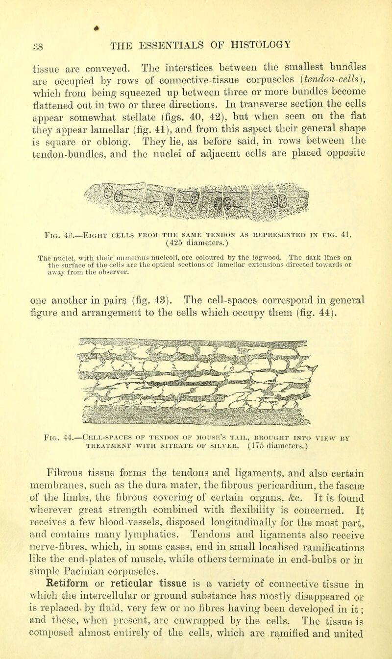 4 38 THE ESSENTIALS OF HISTOLOGY tissue are conveyed. The interstices between the smallest bundles are occupied by rows of connective-tissue corpuscles {tendon-cells), which from being squeezed up between three or more bundles become flattened out in two or three directions. In transverse section the cells appear somewhat stellate (figs. 40, 42), but when seen on the flat they appear lamellar (fig. 41), and from this aspect their general shape is square or oblong. They lie, as before said, in rows between the tendon-bundles, and the nuclei of adjacent cells are placed opposite Fig. 43.—Eight cells fkom the same tendon as represented in fig. 41. (425 diameters.) The nticlei, with their numerous nucleoli, are coloured by the logwood. The dark lines on the surface of the cells are the optical sections of lamellar extensions directed towards or away from the obseryer. one another in pairs (fig. 43). The cell-spaces correspond in general figure and arrangement to the cells which occupy them (fig. 44). Fig. 44.—Cell-si'acks of tendon of jkh sk's tail, brought into view by treatment with nitRxVte of silver. (175 diameters.) Fibrous tissue forms the tendons and ligaments, and also certain membranes, such as the dura mater, the fibrous pericardium, the fascige of the limbs, the fibrous covering of certain organs, &c. It is found wherever great strength combined with flexibility is concerned. It receives a few blood-vessels, disposed longitudinally for the most part, and contains many lymphatics. Tendons and ligaments also receive nerve-fibres, which, in some cases, end in small localised ramifications like the end-plates of muscle, while others terminate in end-bulbs or in simple Pacinian corpuscles. Retiform or reticular tissue is a variety of connective tissue in which the intercellular or ground substance has mostly disappeared or is replaced by fluid, very few or no fibres having been developed in it; and these, when present, are enwrapped by the cells. The tissue is composed almost entirely of the cells, which are ramified and united