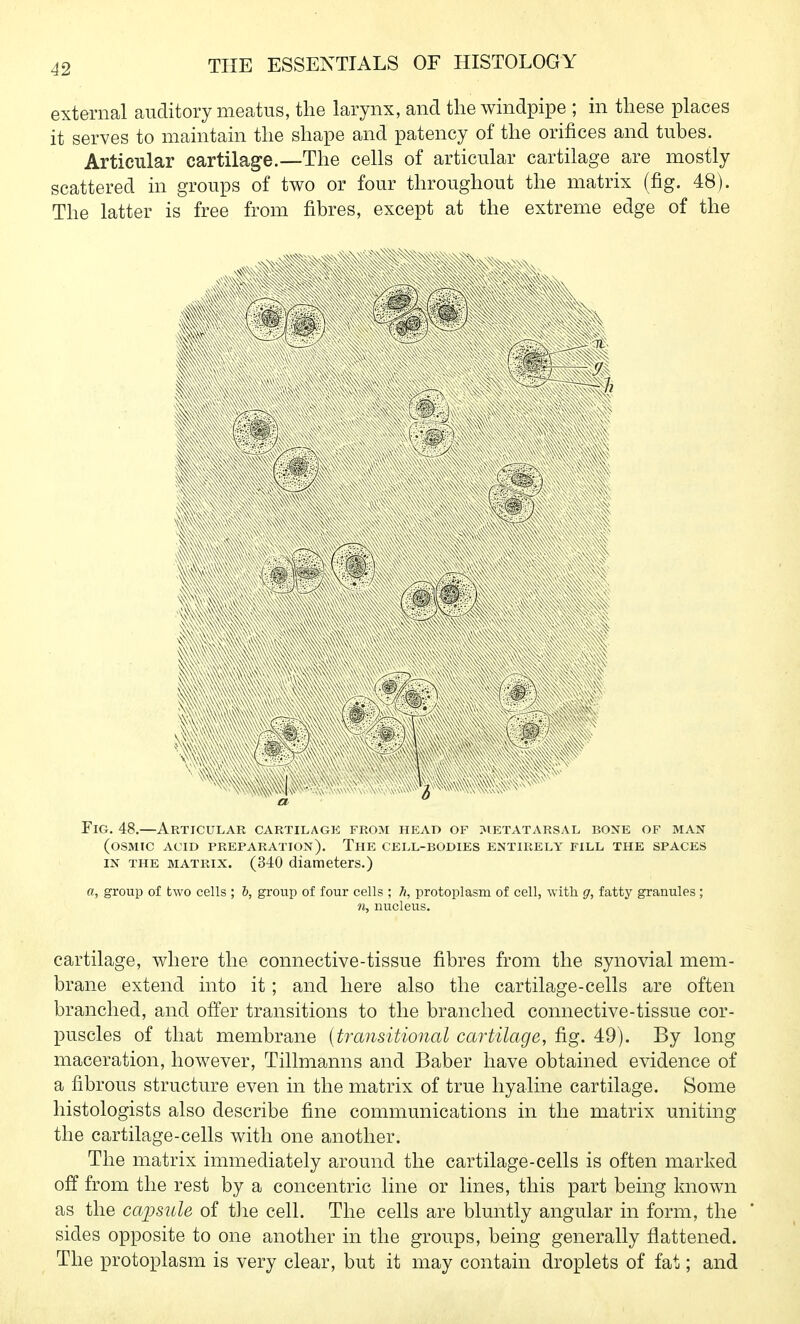 external auditory meatus, the larynx, and the windpipe ; in these places it serves to maintain the shape and patency of the orifices and tubes. Articular cartilage.—The cells of articular cartilage are mostly scattered in groups of two or four throughout the matrix (fig. 48). The latter is free from fibres, except at the extreme edge of the 9^ ^1 Fig, 48.—Articular cartilagk from head of metatarsal bone of man (OSMIC ACID preparation). ThE CELL-BODIES ENTIRELY FILL THE SPACES IN THE MATRIX. (340 diameters.) a, group of two cells ; b, group of four cells ; h, protoplasm of cell, with g, fatty granules ; n, nucleus. cartilage, where the connective-tissue fibres from the synovial mem- brane extend into it; and here also the cartilage-cells are often branched, and offer transitions to the branched connective-tissue cor- puscles of that membrane {transitional cartilage, fig. 49). By long maceration, however, Tillmanns and Baber have obtained evidence of a fibrous structure even in the matrix of true hyaline cartilage. Some histologists also describe fine communications in the matrix uniting the cartilage-cells with one another. The matrix immediately around the cartilage-cells is often marked off from the rest by a concentric line or lines, this part being known as the capsule of t]ie cell. The cells are bluntly angular in form, the sides opposite to one another in the groups, being generally flattened. The protoplasm is very clear, but it may contain droplets of fat; and