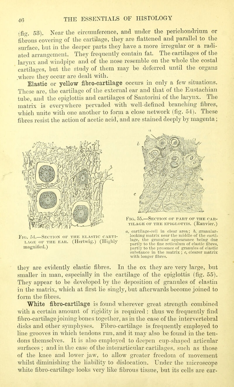 4Q • fig. 53). Near the circumference, and under the perichondrium or fibrous covering of the cartilage, they are flattened and parallel to the surface, but in the deeper parts they have a more irregular or a radi- ated arrangement. They frequently contain fat. The cartilages of the larynx and windpipe and of the nose resemble on the whole the costal cartilages, but the study of them may be deferred until the organs .where they occur are dealt with. Elastic or yellow fibro-cartilage occurs in only a few situations. These are, the cartilage of the external ear and that of the Eustachian tube, and the epiglottis and cartilages of Santorini of the larynx. The matrix is everywhere pervaded with welhdefined branching fibres, which unite with one another to form a close network (fig. 54). These fibres resist the action of acetic acid, and are stained deeply by magenta; a, cartilage-cell in clear area; 6, ^ranular- FlG. .54.—Section of the elastic CARTI- looking matrix near the middle of the carti- T 4PK OF THE EAR CHertwio- ^ THiohlv granular appearance being due LAGE OB THE EAR. (^iicitwi^.; (.ni^my p^^^jy reticulum of elastic fibres, magmnea.) partly to the presence of granules of elastic substance in the matrix ; c, clearer matrix with longer fibres. they are evidently elastic fibres. In the ox they are very large, but smaller in man, especially in the cartilage of the epiglottis (fig. 55). They appear to be developed by the deposition of granules of elastin in the matrix, which at first lie singly, but afterwards become joined to form the fibres. White fibro-cartilage is found wherever great strength combined with a certain amount of rigidity is required : thus we frequently find fibro-cartilage joining bones together, as in the case of the intervertebral disks and other symphyses. Fibro-cartilage is frequently employed to line grooves in which tendons run, and it may also be found in the ten- dons themselves. It is also employed to deepen cup-shaped articular surfaces; and in the case of the interarticular cartilages, such as those of the knee and lower jaw, to allow greater freedom of movement whilst diminishing the liability to dislocation. Under the microscope white fibro-cartilage looks very like fibrous tissue, but its cells are car-