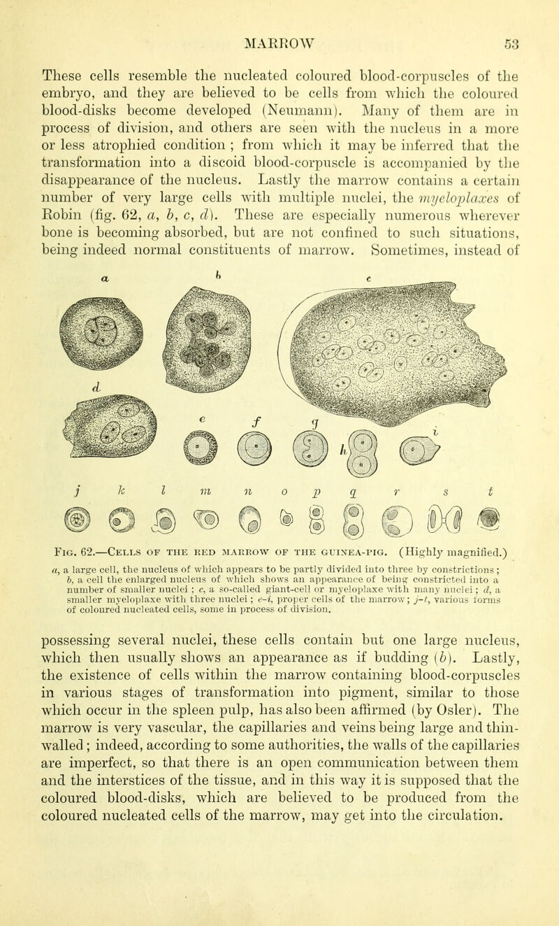 These cells resemble the nucleated coloured blood-corpuscles of the embryo, and they are believed to be cells from which the coloured blood-disks become developed (Neumann). Many of them are in process of division, and others are seen with the nucleus in a more or less atrophied condition ; from which it may be inferred that the transformation into a discoid blood-corpuscle is accompanied by the disappearance of the nucleus. Lastly the marrow contains a certain number of very large cells with multiple nuclei, the myeloplaxes of Robin (fig. 62, a, b, c, d). These are especially numerous wherever bone is becoming absorbed, but are not confined to such situations, being indeed normal constituents of marrow. Sometimes, instead of j k I m n 0 p ci r s t Fig. 62.—Cells of the red marrow of the guinea-pig. (Highlj^ magnified.) a, a large cell, the nucleus of which appears to be partly divided into three by constrictions; b, a cell the enlarged nucleus of which shows an appearance of being constricted into a number of smaller nuclei ; c, a so-called giant-cell or myeloplaxe with many nuclei; d, a smaller myeloplaxe with three nuclei; e-i, proper cells of the marrow; j-t, various torms of coloured nucleated cells, some in process of division. possessing several nuclei, these cells contain but one large nucleus, which then usually shows an appearance as if budding [b). Lastly, the existence of cells within the marrow containing blood-corpuscles in various stages of transformation into pigment, similar to those which occur in the spleen pulp, has also been affirmed (by Osier). The marrow is very vascular, the capillaries and veins being large and thin- walled ; indeed, according to some authorities, the walls of the capillaries are imperfect, so that there is an open communication between them and the interstices of the tissue, and in this way it is supposed that the coloured blood-disks, which are believed to be produced from the coloured nucleated cells of the marrow, may get into the circulation.