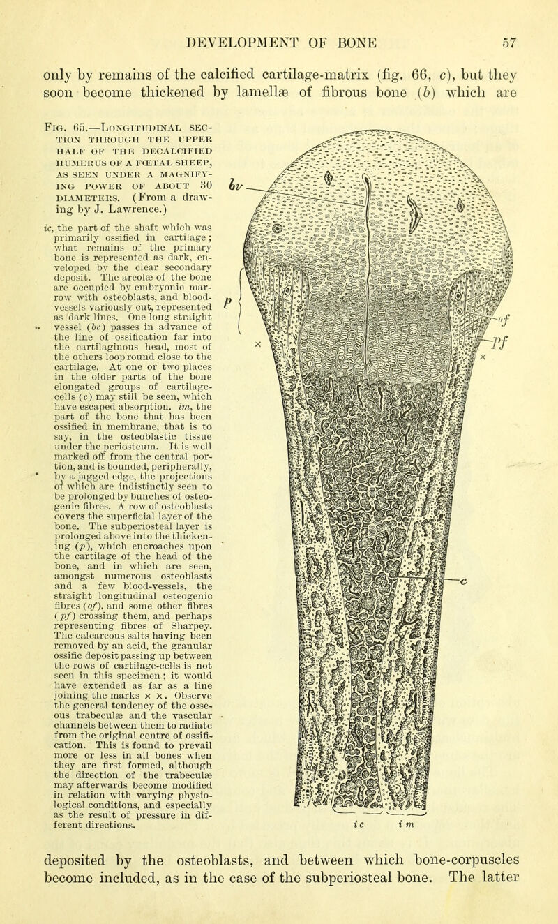 only by remains of the calcified cartilage-matrix (fig. 66, c), but they soon become thickened by lamellae of fibrous bone {b) which are Fig. 65.—Longitudinal sec- tion THROUGH THE UPPER HALF OF THE DECALCIFIED HUMERUS OF A FCETAL SHEEP, AS SEEN UNDER A MAGNIFY- ING I'OWER OF ABOUT 30 DIAMETERS. (From a draw- ing by J. Lawrence.) ic, the part of the shaft which was primarily ossified in cartilage; what remains of the primary bone is represented as dark, en- veloped by the clear secondary deposit. The areolas of the bone are occupied by embryonic mar- row with osteoblasts, and blood- vessels variously cut, represented as dark lines. One long stniight vessel passes in advance of the line of ossification far into the cartilaginous head, most of the others loop round close to the cartilage. At one or two places in the older parts of tlie boue elongated groups of cartilage- cells (c) may still be seen, which have escaped absorption, im, the part of the bone that has been ossified in membrane, that is to say, in the osteoblastic tissue under the periosteum. It is well marked off from the central por- tion, and is bounded, periplierally, by a jagged edge, the projections of which are indistinctly seen to be prolonged by bunches of osteo- genic fibres. A row of osteoblasts covers the superficial layer of tlie bone. Tlie subperiosteal layer is prolonged above into the thicken- ing (j>), which encroaches upon the cartilage of the head of the bone, and in which are seen, amongst numerous osteoblasts and a few blood-vessels, the straight longitudinal osteogenic fibres (of), and some other fibres (pf) crossing them, and perhaps representing fibres of Sharpey. The calcareous salts having been removed by an acid, the granular ossific deposit passing up between the rows of cartilage-cells is not seen in this specimen; it would have extended as far as a line joining the marks x x. Observe the general tendency of the osse- ous trabeculae and the vascular channels between them to radiate from the original centre of ossifi- cation. This is found to prevail more or less in all bones when they are first formed, although the direction of the trabecute may afterwards become modified in relation with varying physio- logical conditions, and especially as the result of pressure in dif- ferent directions. deposited by the osteoblasts, and between which bone-corpuscles become included, as in the case of the subperiosteal bone. The latter