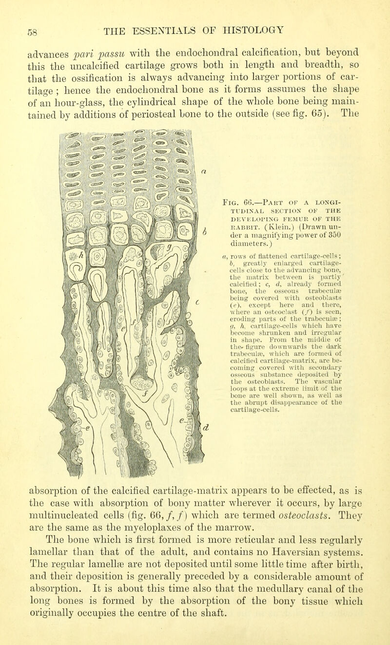 advances xmri passu with the endochondral calcification, but beyond this the uncalcified cartilage grows both in length and breadth, so that the ossification is always advancing into larger portions of car- tilage ; hence the endochondral bone as it forms assumes the shape of an hour-glass, the cylindrical shape of the whole bone being main- tained by additions of periosteal bone to the outside (see fig. 65). The Fig. 66.—Pakt of a longi- tudinal SKCTION OF THE DEVliLOriNG FEMUR OF THE KABBiT. (Klein.) (Drawn un- der a magiiifying power of 350 diameters.) n, rows of flattened cartilage-cells ; h, greatly enlarged cartilage- cells close to the advancing bone, the matrix between is partly' calcified; c, d, already formed bone, the osseous tra-beculas being covered with osteoblasts ((?), except here and there, where an osteoclast (/) is seen, eroding parts of the trabeculae; g, h, cartilage-cells which have become shrunken and irregular in shape. Prom the middle of the. figure downwards the dark trabeculpe, which are formed of calcified cartilage-matrix, are be- coming covered with secondary osseous substance deposited by the osteoblasts. The vascular loops at the extreme limit of the bone are well shown, as well as the abrupt disappearance of the cartilage-cells. absorption of the calcified cartilage-matrix appears to be effected, as is the case with absorption of bony matter wherever it occurs, by large multinucleated cells (fig. 66,/,/) which are termed osteoclasts. They are the same as the myeloplaxes of the marrow. The bone which is first formed is more reticular and less regularly lamellar than that of the adult, and contains no Haversian systems. The regular lamellas are not deposited until some little time after birth, and their deposition is generally preceded by a considerable amount of absorption. It is about this time also that the medullary canal of the long bones is formed by the absorption of the bony tissue which originally occupies the centre of the shaft.