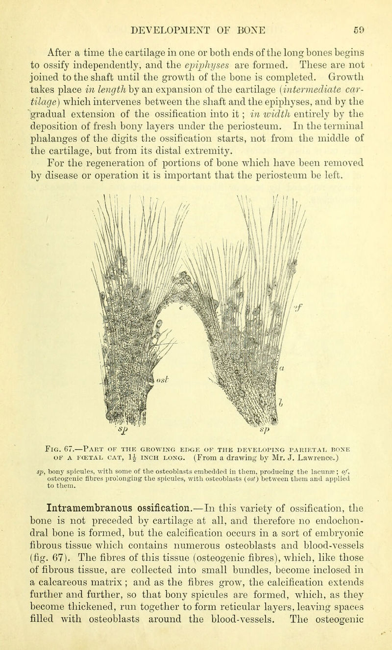 After a time tlie cartilage in one or both ends of the long bones begins to ossify independently, and the ejjipliyses are formed. These are not joined to the shaft mitil the growth of the bone is completed. Growth takes place in lengthhj Sbii expansion of the cartilage {intermediate car- tilage) which intervenes between the shaft and the epiphyses, and by the gradual extension of the ossification into it ; in ividth entirely by the deposition of fresh bony layers under the periosteum. In the terminal phalanges of the digits the ossification starts, not from the middle of the cartilage, but from its distal extremity. For the regeneration of portions of bone which have been removed by disease or operation it is important that the periosteum be left. Fig. 67.—Part of the growing edge of the developi>'G parietat> boxe OF A FCETAL CAT, 1^ INCH LONG. (From a drawing by Mr. J. Lawrence.) sp, bony spicules, with some of the osteoblasts embedded in them, producing the lacunse; of, osteogenic fibres prolonging the spicules, with osteoblasts {ost) between them and applied to them. Intramembranous ossification.—In this variety of ossification, the bone is not preceded by cartilage at all, and therefore no endochon- dral bone is formed, but the calcification occurs in a sort of embryonic fibrous tissue which contains numerous osteoblasts and blood-vessels (fig. 67). The fibres of this tissue (osteogenic fibres), which, like those of fibrous tissue, are collected into small bundles, become inclosed in a calcareous matrix ; and as the fibres grow, the calcification extends further and further, so that bony spicules are formed, which, as they become thickened, run together to form reticular layers, leaving spaces filled with osteoblasts around the blood-vessels. The osteogenic