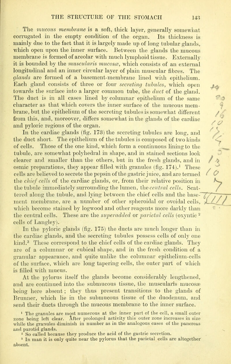 The mucoiis membrane is a soft, thick layer, generally somewhat corrugated in the empty condition of the organ. Its thickness is mainly due to the fact that it is largely made up of long tubular glands, which open upon the inner surface. Between the glands the mucous membrane is formed of areolar with much lymphoid tissue. Externally it is bounded by the muscularis mucoscB, which consists of an external longitudinal and an inner circular layer of plain muscular fibres. The glands are formed of a basement-membrane lined wiili epithelium. Each gland consists of three or four secreting tubules, which open towards the surface into a larger common tube, the duct of the gland. The duct is in all cases lined by columnar epithelium of the same character as that which covers the inner surface of the mucous mem- brane, but the epithelium of the secreting tubules is somewhat different from this, and, moreover, differs somewhat in the glands of the cardiac and pyloric regions of the organ. In the cardiac glands (fig. 173) the secreting tubules ai-e long, and the duct short. The epithelium of the tubules is composed of two kinds of cells. Those of the one kind, which form a continuous lining to the tubule, are somewhat polyhedral in shape, and in stained sections look clearer and smaller than the others, but in the fresh glands, and in osmic preparations, they appear filled with granules (fig. 174).' These cells are believed to secrete the pepsin of the gastric juice, and are termed the cliicf cells of the cardiac glands, or, from their relative position in the tubule immediately surrounding the lumen, the central cells. Scat- tered along the tubule, and lying between the chief cells and the base- ment membrane, are a number of other spheroidal or ovoidal cells, which become stained by logwood and other reagents more darkly than the central cells. These are the suijeradded or imrietal cells (oxyntic cells of Langiey). In the pyloric glands (fig. 175) the ducts are much longer than in the cardiac glands, and the secreting tubules possess cells of only one kind.^ These correspond to the chief cells of the cardiac glands. They are of a columnar or cubical shape, and in the fresh condition of a granular appearance, and quite unlike the columnar epithelium-cells of the surface, wdiich are long tapering cells, the outer part of which is filled wdth mucus. At the pylorus itself the glands become considerably lengthened, and are continued into the submucous tissue, the muscularis mucosae being here absent; they thus present transitions to the glands of Brunner, which lie in the submucous tissue of the duodenum, and send their ducts through the mucous membrane to the inner surface. * The granules are most numerous at the inner part of the cell, a small outer zone being left clear. After prolonged activity this outer zone increases in size while the granules diminish in number as in the analogous cases of the pancreas and parotid glands. So called because they produce the acid of the gastric secretion. ^ In man it is only quite near the pylorus that the parietal cells are altogether absent.