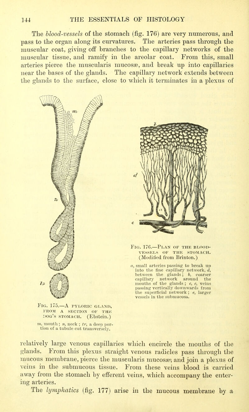 The blood-vessels of the stomach (fig. 176) are very numerous, and pass to the organ along its curvatures. The arteries pass through the muscular coat, giving off branches to the capillary networks of the muscular tissue, and ramify in the areolar coat. From this, small arteries pierce the muscularis mucosae, and break up into capillaries near the bases of the glands. The capillary network extends between the glands to the surface, close to which it terminates in a plexus of Fig. 176.—Plan of the blood- vessels OF THE STOMACH. (Modified from Brinton.) a, small arteries passing to break up into the fine capillary network, d, between the glands; b, coarser capillary network around the mouths of the glands ; c, c, veins passing vertically downwards from the superficial network ; e, larger in the submucosa. Fig. 175.—A pyloric gland, FROM A SECriON OF THF, dog's STOMACH. (Ebstein.) ?n, mouth; n, neck ; t?; a deep por- tion of a tubule cut transversely. relatively large venous capillaries which encircle the mouths of the glands. From this plexus straight venous radicles pass through the mucous membrane, pierce the muscularis mucosae, and join a plexus of veins in the submucous tissue. From these veins blood is carried away from the stomach by efferent veins, which accompany the enter- ing arteries. The lyynphatics (fig. 177) arise in the mucous membrane by a