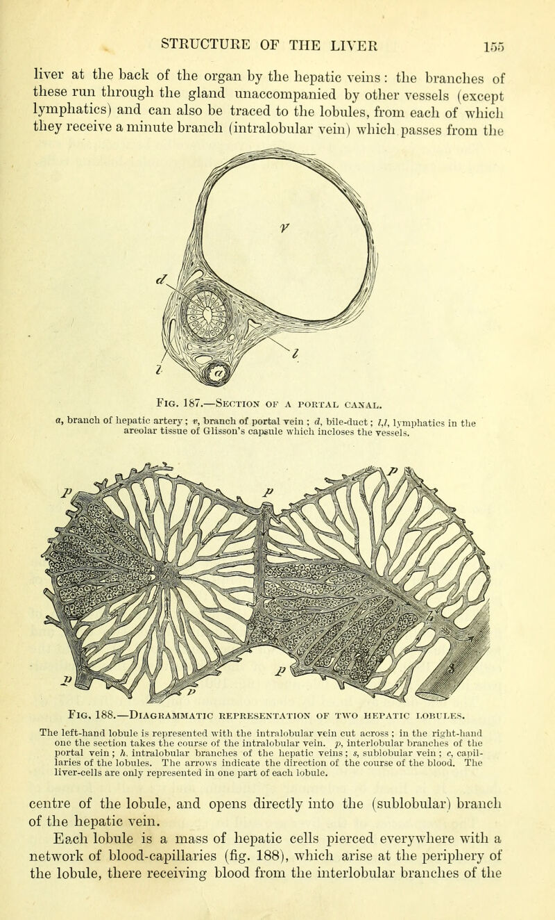 liver at the back of the organ by the hepatic veins: the branches of these run through the gland unaccompanied by other vessels (except lymphatics) and can also be traced to the lobules, from each of which they receive a minute branch (intralobular vein) which passes from the Fig. 187.—Section of a portal caxal. a, branch of hepatic artery; v, branch of portal rein ; d, bile-duct; 1,1, lymphatics in the areolar tissue of Glisson's caijsule which incloses the vessels. Fig, 188.—Diagkammatic representation of two hepatic i,obules. The left-hand lobule is represented with the intralobular vein cut across ; in the right-hand one the section takes the course of the intralobular vein, p, interlobular branches of the portal vein; ?i, intralobular branches of the hepatic veins; s, sublobular vein ; c, capil- laries of the lobules. The arrows indicate the direction of the course of the blood. The liver-cells are only represented in one part of each lobule. centre of the lobule, and opens directly into the (sublobular) branch of the hepatic vein. Each lobule is a mass of hepatic cells pierced everywhere with a network of blood-capillaries (fig. 188), which arise at the periphery of the lobule, there receiving blood from the interlobular branches of the