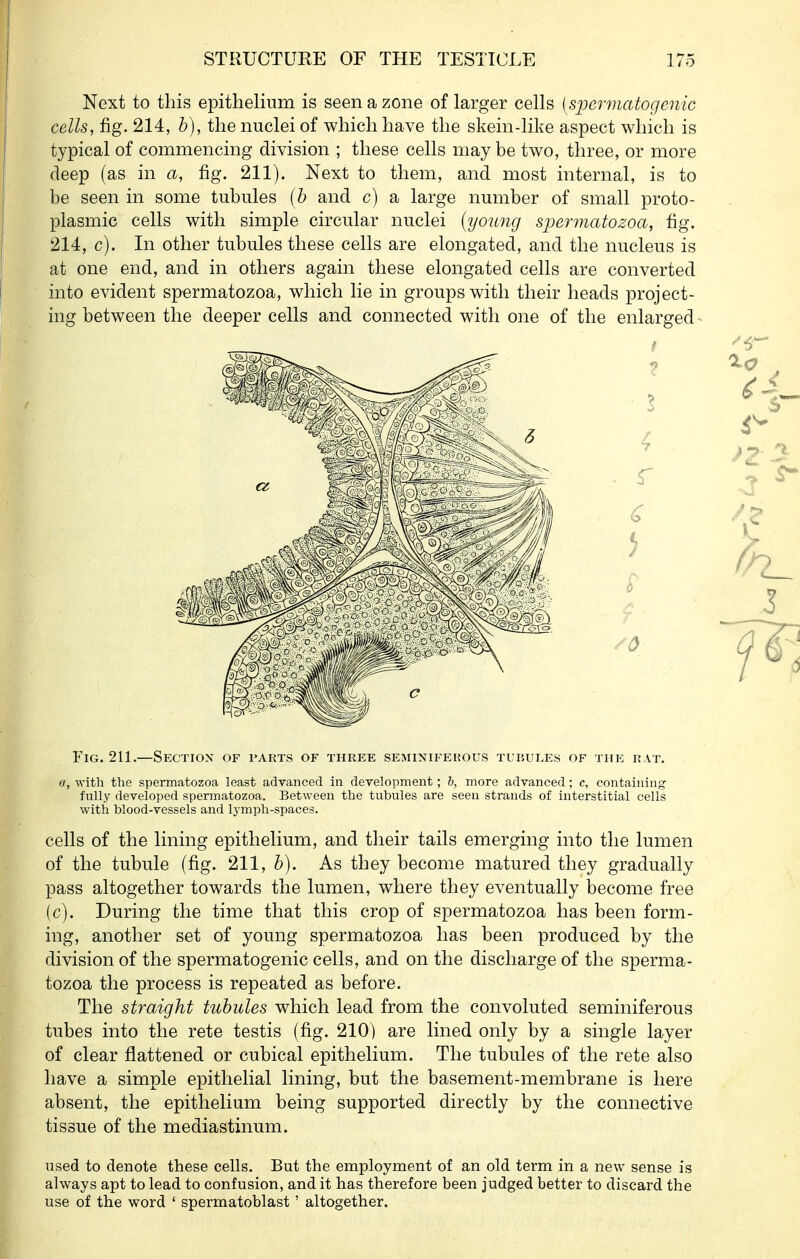 Next to this epithelium is seen a zone of larger cells {spermatogenic cells, fig. 214, b), the nuclei of which have the skein-like aspect which is typical of commencing division ; these cells may be two, three, or more deep (as in a, fig. 211). Next to them, and most internal, is to be seen in some tubules {b and c) a large number of small proto- plasmic cells with simple circular nuclei (young spermatozoa, fig. 214, c). In other tubules these cells are elongated, and the nucleus is at one end, and in others again these elongated cells are converted into evident spermatozoa, which lie in groups with their heads project- ing between the deeper cells and connected with one of the enlarged - Fig. 211.—Section of parts of three semixifekous tuijules of the rat. a, with the spermatozoa least advanced in development; &, more advanced; c, containing fully developed spermatozoa. Between the tubules are seen strands of interstitial cells with blood-vessels and lymph-spaces. cells of the lining epithelium, and their tails emerging into the lumen of the tubule (fig. 211, As they become matured they gradually pass altogether towards the lumen, where they eventually become free (c). During the time that this crop of spermatozoa has been form- ing, another set of young spermatozoa has been produced by the division of the spermatogenic cells, and on the discharge of the sperma- tozoa the process is repeated as before. The st7-aight tubules which lead from the convoluted seminiferous tubes into the rete testis (fig. 210) are lined only by a single layer of clear flattened or cubical epithelium. The tubules of the rete also have a simple epithelial lining, but the basement-membrane is here absent, the epithelium being supported directly by the connective tissue of the mediastinum. used to denote these cells. But the employment of an old term in a new sense is always apt to lead to confusion, and it has therefore been judged better to discard the use of the word ' spermatoblast' altogether.