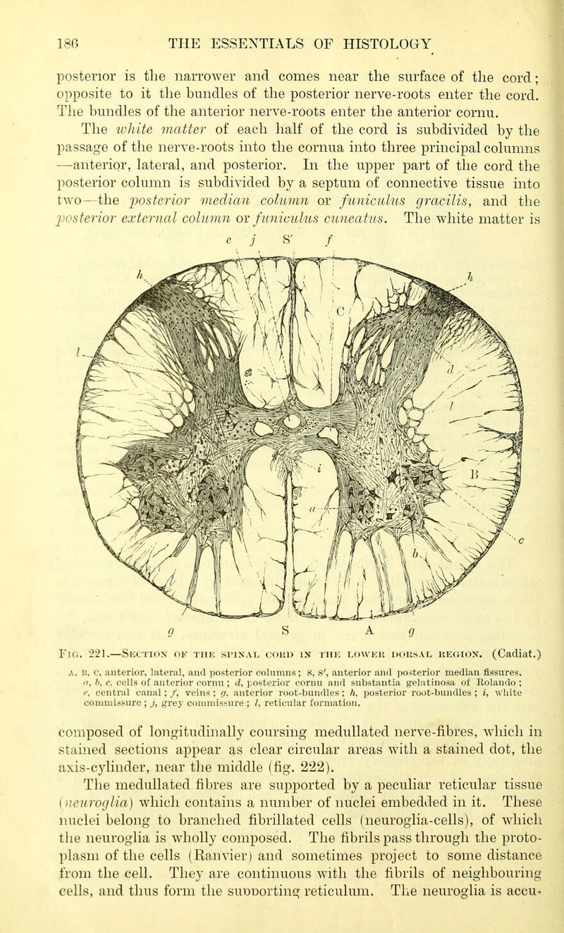 posterior is the narrower and comes near the surface of the cord; opposite to it the bundles of the posterior nerve-roots enter the cord. The bundles of the anterior nerve-roots enter the anterior cornu. The lohite matter of each half of the cord is subdivided by the passage of the nerve-roots into the cornua into three principal columns —anterior, lateral, and posterior. In the upper part of the cord the posterior column is subdivided by a septum of connective tissue into two—the posterior median column or funiculus gracilis, and the posterior external column oi funiculus cuneatus. The white matter is 0 8 A g Fig. 221.—Skctiox of the spinal cokd in the loweu dousal kegion. (Cadiat.) A. B, c, anterior, lateral, and posterior columns; s, s', anterior and posterior median fissures. ((, b, c, cells of anterior cornu ; d, posterior cornu and substantia gelatinosa of Eolando ; c, central canal; /, veins : g. anterior root-bundles; h, posterior root-bundles ; i, white commissure ; J, grey connnissure ; reticular formation. composed of longitudinally coursing medullated nerve-fibres, which in stained sections appear as clear circular areas with a stained dot, the axis-cylinder, near the middle (fig. 222). The medullated fibres are supported by a peculiar reticular tissue {neuroglia) which contains a number of nuclei embedded in it. These nuclei belong to branched fibrillated cells (neurogiia-cells), of which the neuroglia is wholly composed. The fibrils pass through the proto- plasm of the cells (Ranvier) and sometimes project to some distance from the cell. They are continuous with the fibrils of neighbouring cells, and thus form the sunDorting reticulum. The neuroglia is accu-