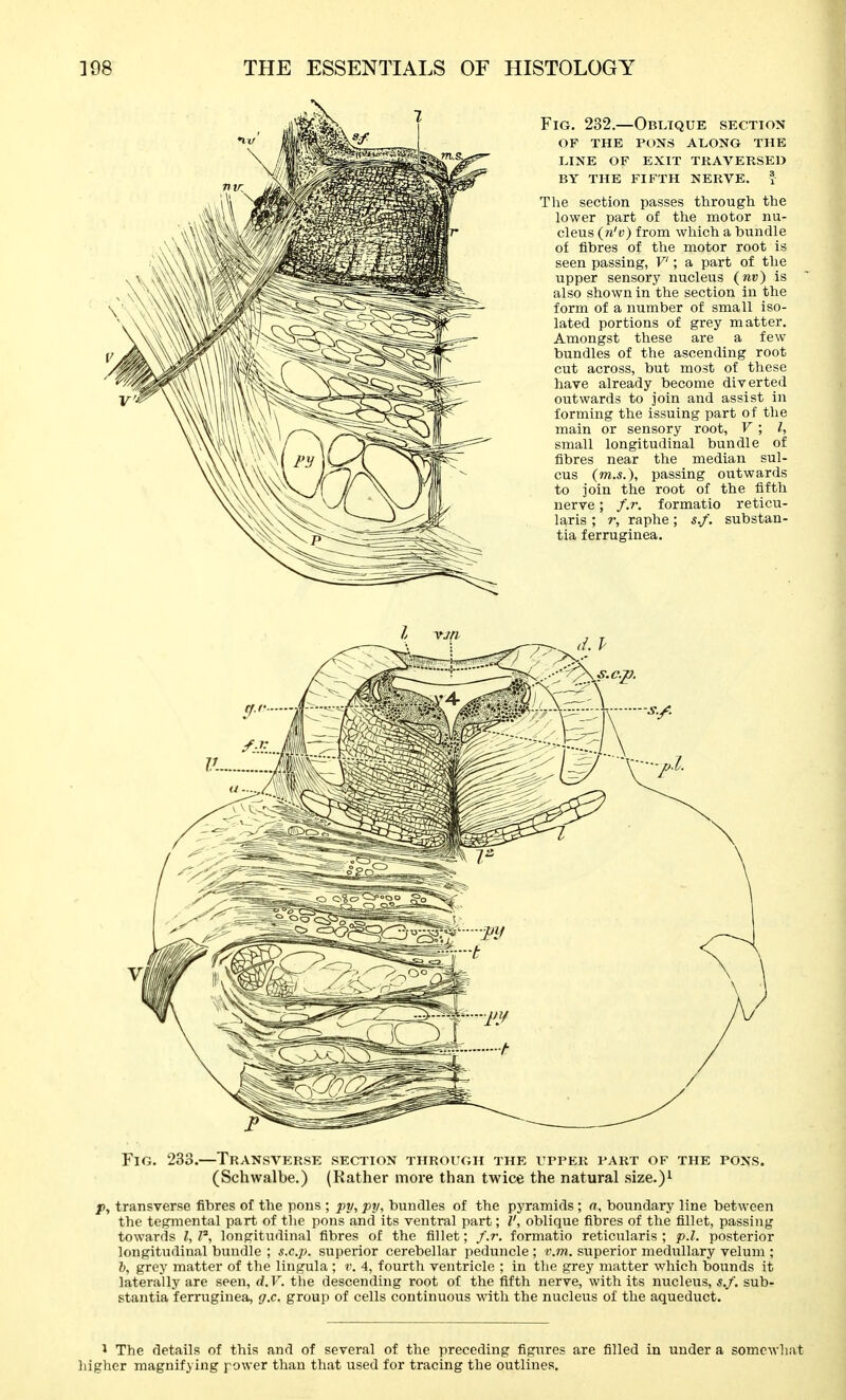 Fig. 232.—Oblique section of the pons ai.ong the line of exit traversed by the fifth nerve. ? The section passes through the lower part of the motor nu- cleus {n'v) from which a bundle of fibres of the motor root is seen passing, V ; a part of the upper sensory nucleus (wd) is also shown in the section in the form of a number of small iso- lated portions of grey matter. Amongst these are a few- bundles of the ascending root cut across, but most of these have already become diverted outwards to join and assist in forming the issuing part of the main or sensory root, V ; I, small longitudinal bundle of fibres near the median sul- cus (m.s.), passing outwards to join the root of the fifth nerve; f.r. formatio reticu- laris ; r, raphe; s.f. substan- tia ferruginea. Fig. 233.—Transverse section through the upper part of the pons. (Schwalbe.) (Rather more than twice the natural size.)^ p, transverse fibres of the pons ; py, py, bundles of the pyramids ; a, boundary line between the tegmental part of tlie pons and its ventral part; V, oblique fibres of the fillet, passing towards I, P, longitudinal fibres of the fillet; f.r, formatio reticularis ; p.l. posterior longitudinal bundle ; s.c.p. superior cerebellar peduncle ; r.m. superior mediillary velum ; 6, grey matter of the lingula ; v. 4, fourth ventricle ; in the grey matter which bounds it laterally are seen, d.V. the descending root of the fifth nerve, with its nucleus, s.f. sub- stantia ferruginea, g.c. group of cells continuous with the nucleus of the aqueduct. 1 The details of this and of several of the preceding figures are filled in under a somewhat higher magnifying power than that used for tracing the outlines.