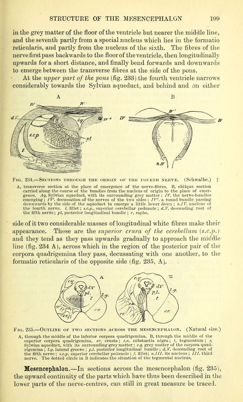 in the grey matter of the floor of the ventricle but nearer the middle line, and the seventh partly from a special nucleus which lies in the formatio reticularis, and partly from the nucleus of the sixth. The fibres of the nerve first pass backwards to the floorof the ventricle, then longitudinally upwards for a short distance, and finally bend forwards and downwards to emerge between the transverse fibres at the side of the pons. At the upper part of the pons (fig. 233) the fourth ventricle narrows considerably towards the Sylvian aqueduct, and behind and on either Fig. 234.—Sections through the origin of the fourth nerve. (Scliwalbe.) J- A, transverse section at the place of emergence of the nerve-fibres. B, oblique section carried along the course of the bundles from the nucleus of origin to the place of emer- gence. Aq, Sylvian aqueduct, with its surrounding grey matter ; IV. the nerve-bandies emerging; IV'. decussation of the nerves of the two sides ; IV. a round bundle passing downwards by the side of the aqueduct to emerge a little lower down ; n.IV. nucleus of tlie fourth nerve. L fillet; s.c.p., superior cerebellar peduncle; d.V. descending root of the fifth nerve; pi, posterior longitudinal bundle ; raphe. side of it two considerable masses of longitudinal white fibres make their appearance. These are the superior crura of the cerehellum {sx.p.) and they tend as they pass upwards gradually to approach the middle line (fig. 234 A), across which in the region of the posterior pair of the corpora quadrigemina they pass, decussating with one another, to the formatio reticularis of the opposite side (fig. 235, A). Fig. 235.—Outline of two sections across the mesencephalon. (Natural size.) A, through the middle of the inferior corpora quadrigemina. B, through the middle of the superior corpora quadrigemina. cr, crusta; s.n. substantia nigra; t, tegmentum ; s. Sylvian aqueduct, with its surrounding grey matter ; c.q. grey matter of the corpora quad- rigemina ; l.g. lateral groove ; p.l. posterior longitudinal bundle ; d.V. descending root of the fifth nerve ; s.c.p. superior cerebellar peduncle ; /; fillet; n.III. its nucleus ; ///. third nerve. The dotted circle in B indicates the situation of the tegmental nucleus. Mesencephalon.—In sections across the mesencephalon (fig. 235), the upward continuity of the parts which have thus been described in the lower parts of the nerve-centres, can still in great measure be tra.ced. A B