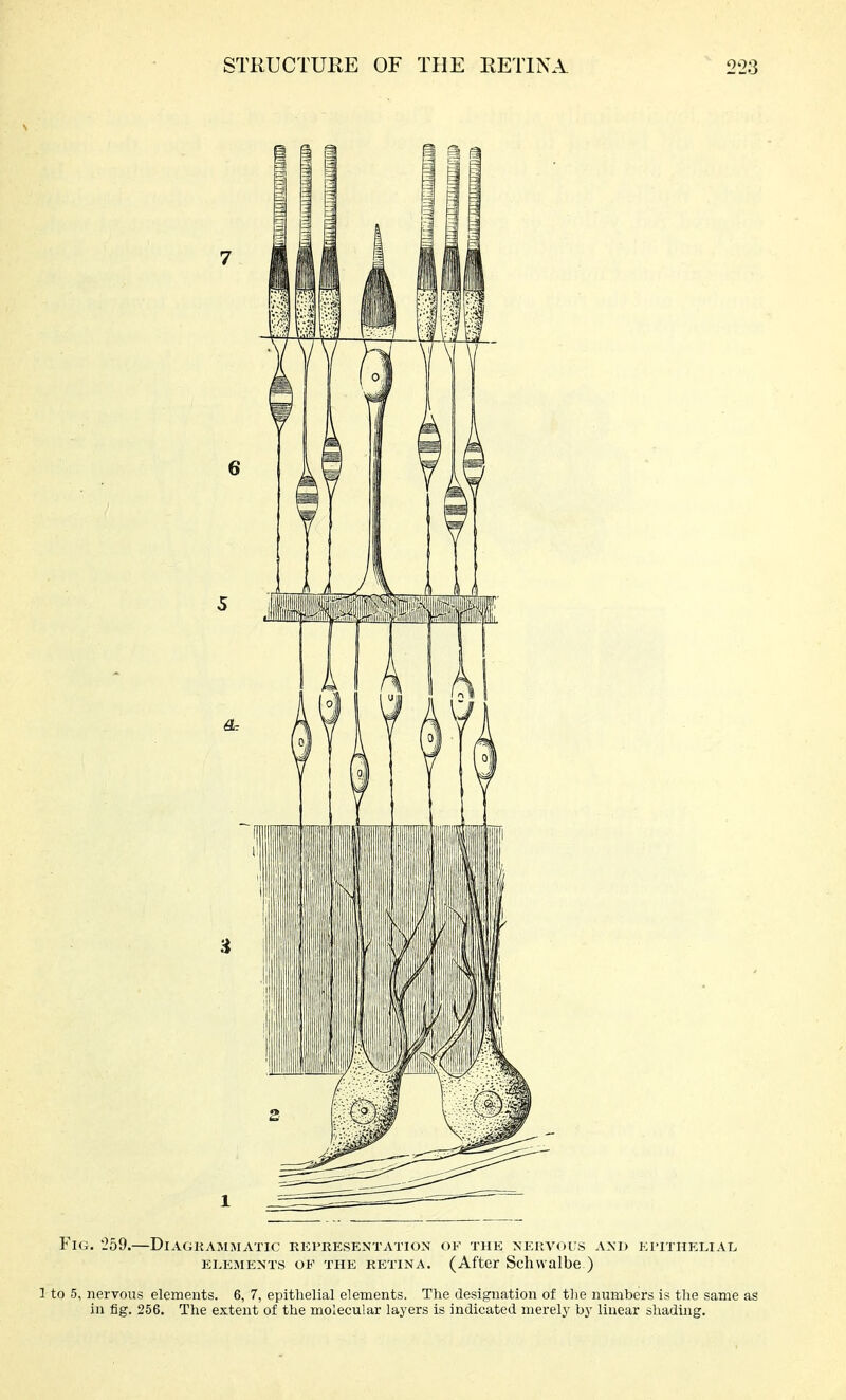 Fig. 259.—Diagkammatic rkpresentation of the nervous axd ei'ithelial ELEMENTS OF THE RETINA. (After Schwalbe.) 1 to 5, nervous elements. 6, 7, epithelial elements. The designation of the numbers is the same as in fig, 256. The extent of the molecular layers is indicated merely by linear shading.