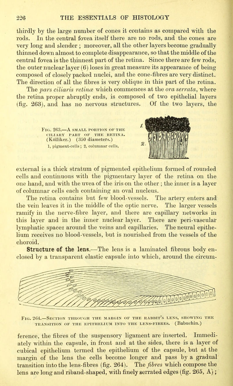 thirdly by the large number of cones it contains as compared with the rods. In the central fovea itself there are no rods, and the cones are very long and slender ; moreover, all the other layers become gradually thinned down almost to complete disappearance, so that the middle of the central fovea is the thinnest part of the retina. Since there are few rods, the outer nuclear layer (6) loses in great measure its appearance of being composed of closely packed nuclei, and the cone-fibres are very distinct. The direction of all the fibres is very oblique in this part of the retina. The pars ciliaris retince which commences at the ora serrata, where the retina proper abruptly ends, is composed of two epithelial layers (fig. 263), and has no nervous structures. Of the two layers, the Fig. 263.—A small portion of the CILIARY PART OF THE RETINA. (Kolliker.) (350 diameters.) 1, pigment-cells ; 2, columnar cells. external is a thick stratum of pigmented epithelium formed of rounded cells and continuous with the pigmentary layer of the retina on the one hand, and witli the uvea of the iris on the other ; the inner is a layer of columnar cells each containing an oval nucleus. The retina contains but few blood-vessels. The artery enters and the vein leaves it in the middle of the optic nerve. The larger vessels ramify in the nerve-fibre layer, and there are capillary networks in this layer and in the inner nuclear layer. There are peri-vascular lymphatic spaces around the veins and capillaries. The neural epithe- lium receives no blood-vessels, but is nourished from the vessels of the choroid. Structure of the lens.—The lens is a laminated fibrous body en- closed by a transparent elastic capsule into which, around the circum- FiG. 264.—Section through the margin of the rabbit's lens, showing the TRANSITION OF THE EPITHELIUM INTO THE LENS-FIBRES. (Babuchin.) ference, the fibres of the suspensory ligament are inserted. Immedi- ately within the capsule, in front and at the sides, there is a layer of cubical epithelium termed the epithelium of the capsule, but at the margin of the lens the cells become longer and pass by a gradual transition into the lens-fibres (fig. 264 ). The fibres which compose the lens are long and riband-shaped, with finely serrated edges (fig. 265, A);