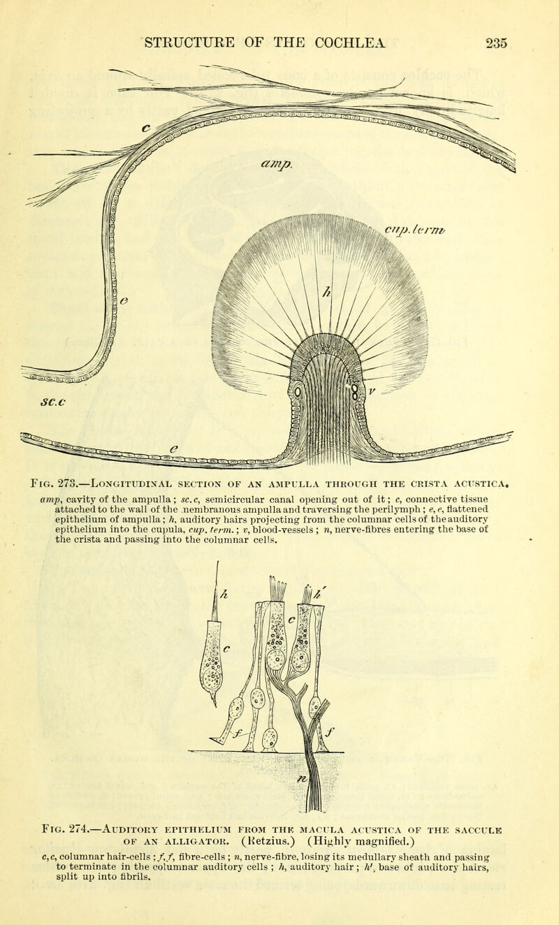 Fig. 273.—Longitudixal section of an ampulla through the crista AcirsTicA, amp, cavity of the ampulla; sec, semicircular canal opening out of it; c, connectiye tissue attached to the wall of the .nembranous ampulla and traversing the perilymph; e, e, flattened epithelium of ampulla; h, auditory hairs projecting from the columnar cells of the auditory epithelium into the cupula, cup. term.; v, blood-vessels ; n, nerve-fibres entering the base of the crista and passing into the columnar cells. Fig. 274.—Auditory epithelium from the macula acustica of the saccule OF AN ALLIGATOR. (Hetzius.) (Highly magnified.) c,c, columnar hair-cells ; f.f, fibre-cells ; n, nerve-fibre, losing its medullary slieath and passing to terminate in the columnar auditory cells ; h, auditory hair ; h', base of auditory hairs, split up into fibrils.