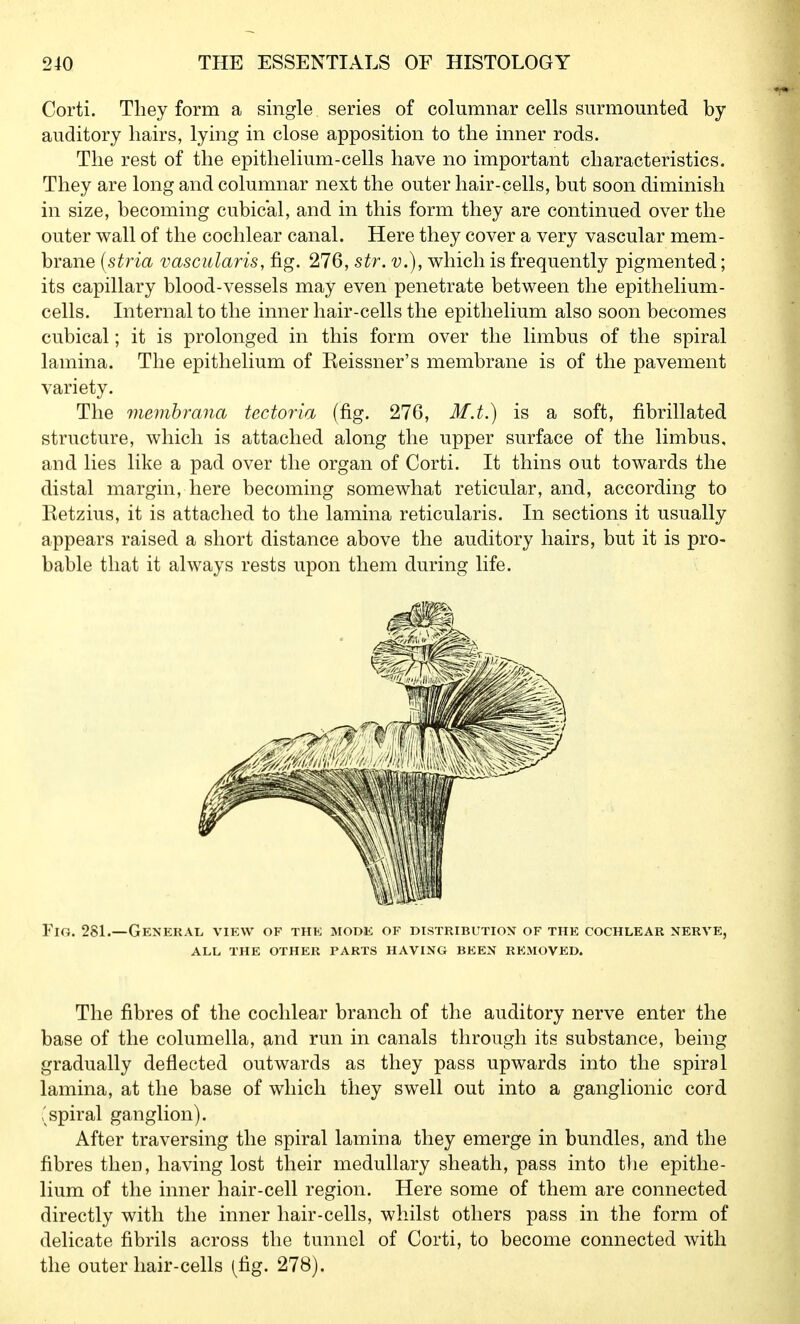 Corti. They form a single series of columnar cells surmounted by- auditory hairs, lying in close apposition to the inner rods. The rest of the epithelium-cells have no important characteristics. They are long and columnar next the outer hair-cells, but soon diminish in size, becoming cubical, and in this form they are continued over the outer wall of the cochlear canal. Here they cover a very vascular mem- brane {stria vascularis, fig. 276, str. v.), which is frequently pigmented; its capillary blood-vessels may even penetrate between the epithelium- cells. Internal to the inner hair-cells the epithelium also soon becomes cubical; it is prolonged in this form over the limbus of the spiral lamina. The epithelium of Eeissner's membrane is of the pavement variety. The memhrana tectoria (fig. 276, M.t.) is a soft, fibrillated structure, which is attached along the upper surface of the limbus. and lies like a pad over the organ of Corti. It thins out towards the distal margin, here becoming somewhat reticular, and, according to Eetzius, it is attached to the lamina reticularis. In sections it usually appears raised a short distance above the auditory hairs, but it is pro- bable that it always rests upon them during life. Flo. 281.—General view of the mode of distribution of the cochlear nerve, ALL the other PARTS HAVING BEEN REMOVED. The fibres of the cochlear branch of the auditory nerve enter the base of the columella, and run in canals through its substance, being gradually deflected outwards as they pass upwards into the spiral lamina, at the base of which they swell out into a ganglionic cord (spiral ganglion). After traversing the spiral lamina they emerge in bundles, and the fibres then, having lost their medullary sheath, pass into t]ie epithe- lium of the inner hair-cell region. Here some of them are connected directly with the inner hair-cells, whilst others pass in the form of delicate fibrils across the tunnel of Corti, to become connected with the outer hair-cells (fig. 278).