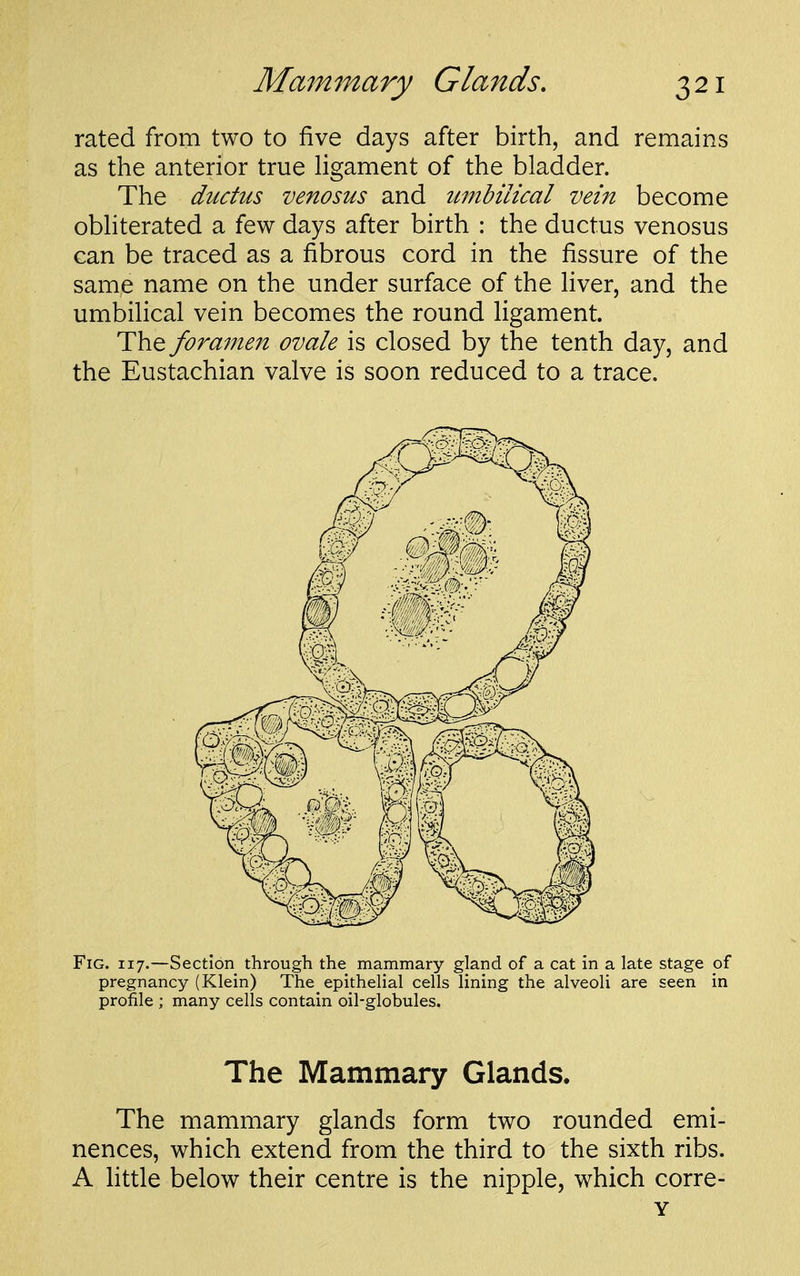rated from two to five days after birth, and remains as the anterior true Hgament of the bladder. The ductus venosus and umbilical vein become obhterated a few days after birth : the ductus venosus can be traced as a fibrous cord in the fissure of the same name on the under surface of the fiver, and the umbifical vein becomes the round figament. The fora77ien ovale is closed by the tenth day, and the Eustachian valve is soon reduced to a trace. Fig. 117.—Section through the mammary gland of a cat in a late stage of pregnancy (Klein) The epithelial cells lining the alveoli are seen in profile ; many cells contain oil-globules. The Mammary Glands. The mammary glands form two rounded emi- nences, which extend from the third to the sixth ribs. A fittle below their centre is the nipple, which corre- Y
