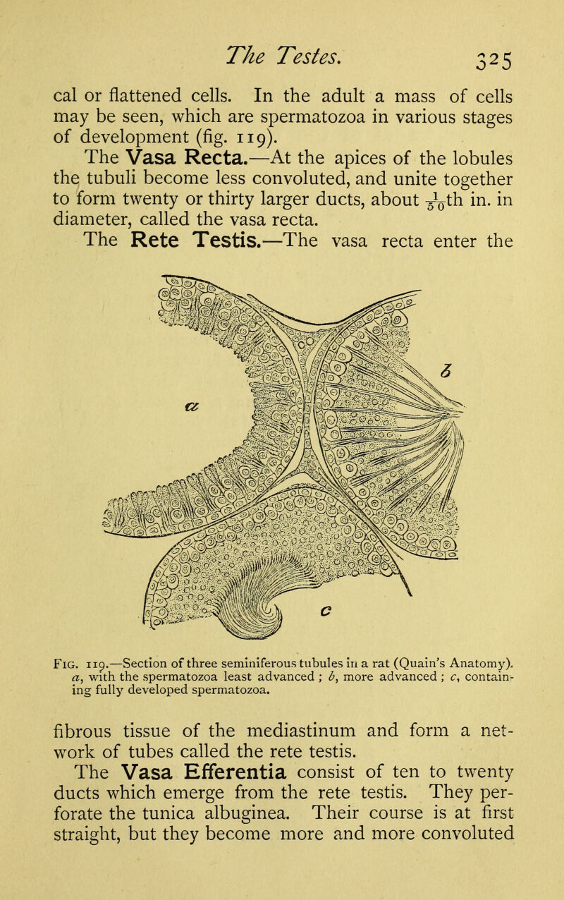 The Testes, cal or flattened cells. In the adult a mass of cells may be seen, which are spermatozoa in various stages of development (fig. 119). The Vasa Recta.—At the apices of the lobules the tubuli become less convoluted, and unite together to form twenty or thirty larger ducts, about ^V^h in. in diameter, called the vasa recta. The Rete Testis.—The vasa recta enter the Fig. 119.—Section of three seminiferous tubules in a rat (Quain's Anatomy), with the spermatozoa least advanced ; b, more advanced ; c, contain- ing fully developed spermatozoa. fibrous tissue of the mediastinum and form a net- work of tubes called the rete testis. The Vasa Efferentia consist of ten to twenty ducts which emerge from the rete testis. They per- forate the tunica albuginea. Their course is at first straight, but they become more and more convoluted