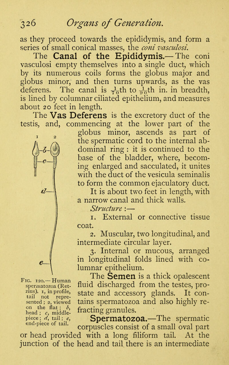 as they proceed towards the epididymis, and form a series of small conical masses, the coni vasculosi. The Canal of the Epididymis.^—The coni vasculosi empty themselves into a single duct, which by its numerous coils forms the globus major and globus minor, and then turns upwards, as the vas deferens. The canal is -^^^^ to -g^th in. in breadth, is lined by columnar ciHated epithelium, and measures about 20 feet in length. The Vas Deferens is the excretory duct of the testis, and, commencing at the lower part of the globus minor, ascends as part of the spermatic cord to the internal ab- dominal ring : it is continued to the base of the bladder, where, becom- ing enlarged and sacculated, it unites with the duct of the vesicula seminalis to form the common ejaculatory duct. d—\ It is about two feet in length, with a narrow canal and thick walls. Structure :— 1. External or connective tissue coat. 2. Muscular, two longitudinal, and intermediate circular layer. 3. Internal or mucous, arranged in longitudinal folds lined with co- lumnar epithelium. The Semen is a thick opalescent fluid discharged from the testes, pro- state and accessor} glands. It con- tains spermatozoa and also highly re- fracting granules. Spermatozoa.—The spermatic corpuscles consist of a small oval part or head provided with a long filiform tail. At the junction of the head and tail there is an intermediate Fig. 120.— Human spermatozoa (Ret- zius). I, in profile, tail not repre- sented ; 2, viewed on the flat ; head ; c, middle- piece ; tail; end-piece of tail.