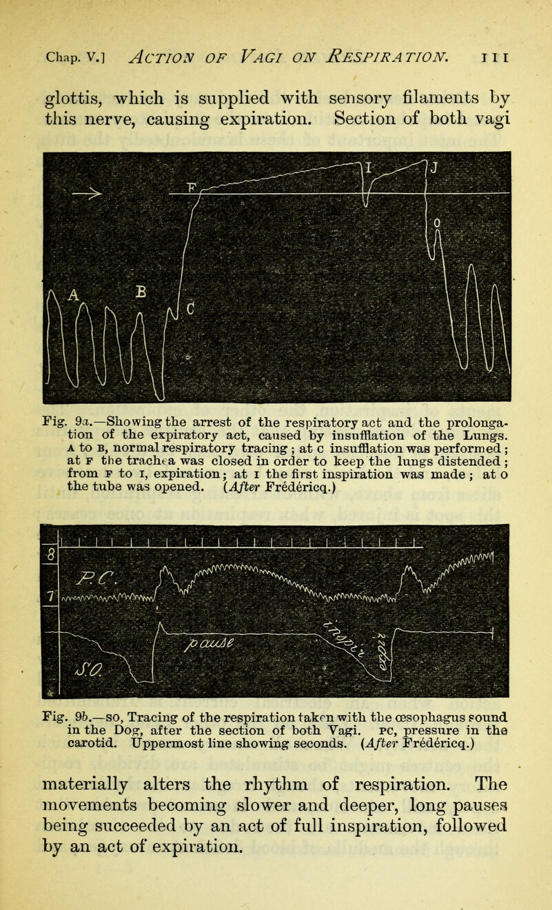 glottis, which is supplied with sensory filaments by this nerve, causing expiration. Section of both vagi Fig. 9a.—Showing the arrest of the respiratory act and the prolonga- tion of the expiratory act, caused by insufflation of the Lungs. A to B, normal respiratory tracing ; at c insufflation was performed; at F the trachea was closed in order to keep the lungs distended ; from F to I, expiration; at i the first inspiration was made; at o the tube was opened. (After Fredericq.) Fig. 9b.—so, Tracing of the respiration taken with the oesophagus pound in the Dog, after the section of both Vagi. PC, pressure in the carotid. Uppermost line showing seconds. {After Fredericq.) materially alters the rhythm of respiration. The movements becoming slower and deeper, long pauses being succeeded by an act of full inspiration, followed by an act of expiration.