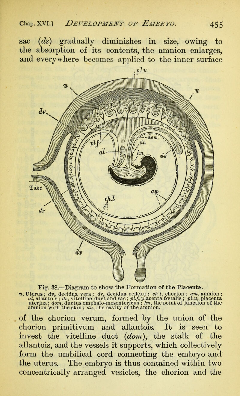 sac (ds) gradually diminishes in size, owing to the absorption of its contents, the amnion enlarges, and everywhere becomes applied to the inner surface plu Fig. 38.—Diagram to show the Formation of the Placenta, w. Uterus ; dv^ decidua vera; dr, decidua reflexa ; cli.l, chorion; am, amnion ; al, allantois ; ds, vitelline duct and sac; pi./, placenta f oetalis ; pZ.it, placenta uterina; dom, ductus omphalo-mesentericus ; hn, the point of junction of the amnion with the skin ; dn, the cavity of the amnion. of the chorion verum, formed by the union of the chorion primitivum and allantois. It is seen to invest the vitelline duct {dom)^ the stalk of the allantois, and the vessels it supports, which collectively form the umbilical cord connecting the embryo and the uterus. The embryo is thus contained within two concentrically arranged vesicles, the chorion and the