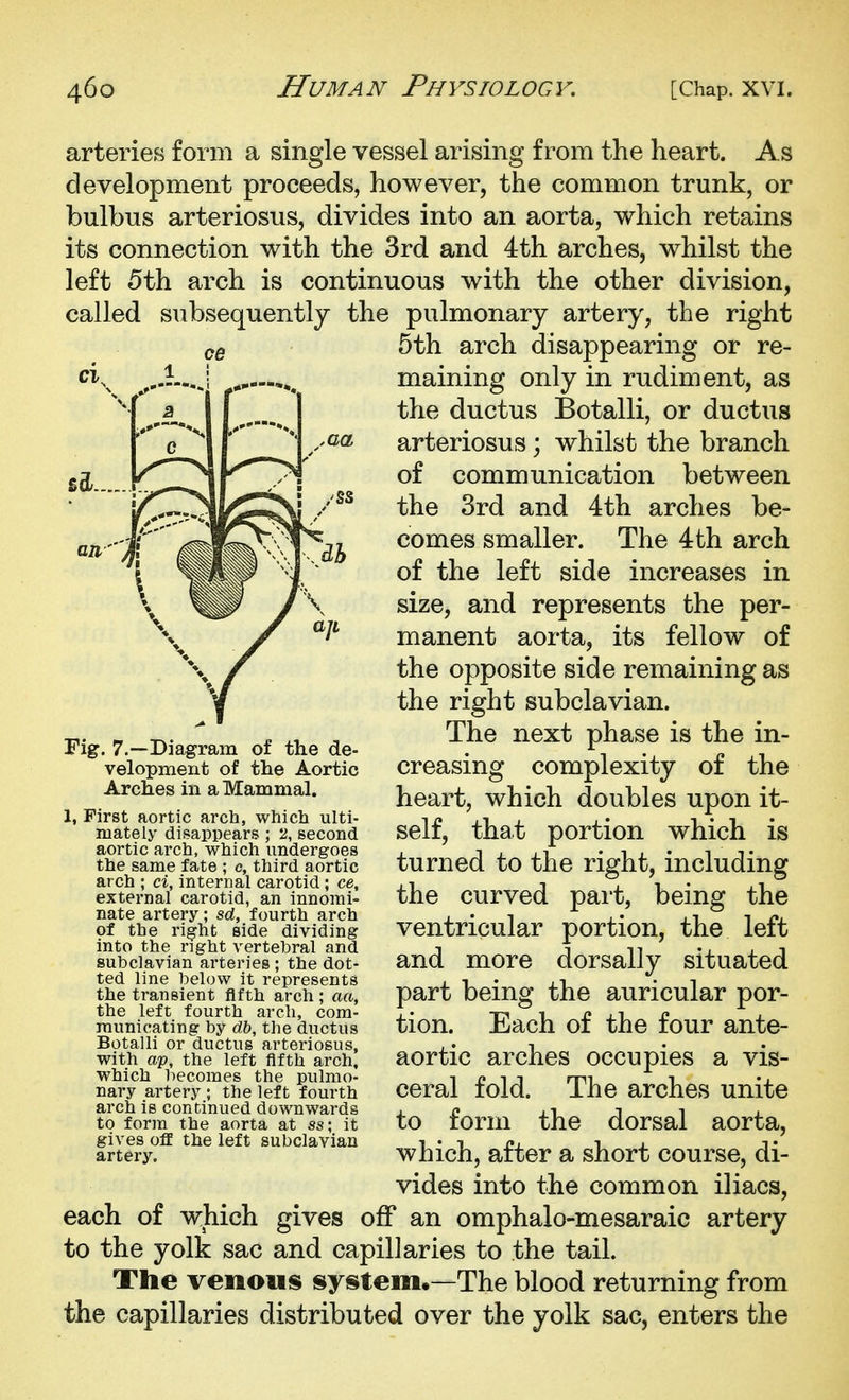 arteries form a single vessel arising from the heart. As development proceeds, however, the common trunk, or bulbus arteriosus, divides into an aorta, which retains its connection with the 3rd and 4th arches, whilst the left 5th arch is continuous with the other division, called subsequently the pulmonary artery, the right QQ 5th arch disappearing or re- maining only in rudiment, as the ductus Botalli, or ductus arteriosus; whilst the branch of communication between the 3rd and 4th arches be- comes smaller. The 4th arch of the left side increases in size, and represents the per- manent aorta, its fellow of the opposite side remaining as the right subclavian. The next phase is the in- creasing complexity of the heart, which doubles upon it- self, that portion which is turned to the right, including the curved part, being the ventricular portion, the left and more dorsally situated part being the auricular por- tion. Each of the four ante- aortic arches occupies a vis- ceral fold. The arches unite to form the dorsal aorta, which, after a short course, di- vides into the common iliacs, each of which gives off an omphalo-mesaraic artery to the yolk sac and capillaries to the tail. The venous system.—The blood returning from the capillaries distributed over the yolk sac, enters the Fig. 7.—Diagram of the de- velopment of tlie Aortic Arches in a Mammal. I, First aortic arch, which ulti- mately disappears ; 2, second aortic arch, which undergoes the same fate ; c, third aortic arch ; ci, internal carotid; ce, external carotid, an innomi- nate artery; srf, fourth arch of the right side dividing into the right vertebral and subclavian arteries ; the dot- ted line below it represents the transient fifth arch; aft, the left fourth arch, com- municating by dh, the ductus Botalli or ductus arteriosus, with ap, the left fifth arch, which l)ecomes the pulmo- nary artery ; the left fourth arch is continued downwards to form the aorta at ss\ it gives off the left subclavian artery.