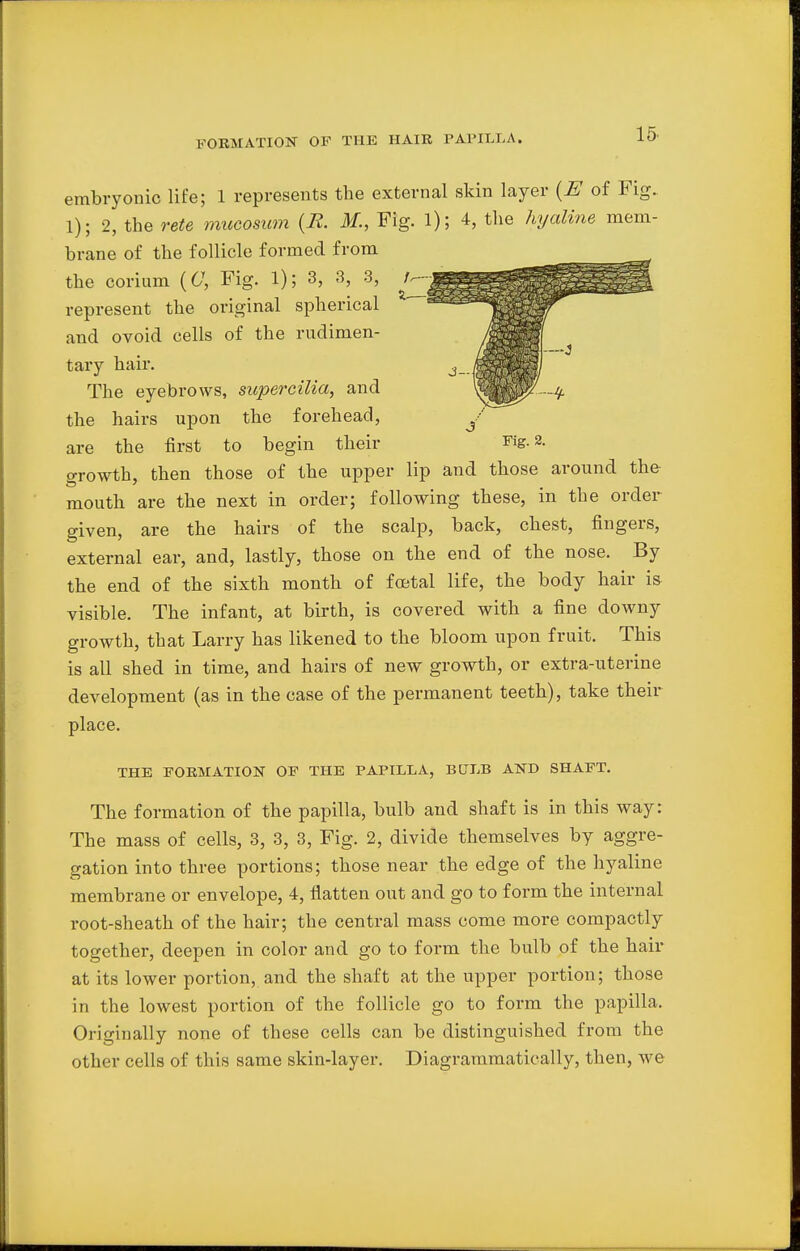 FORMATION OF THE HAIR PAPILLA. embryonic life; 1 represents the external skin layer (E of Fig. 1); 2, the rete mucosum {R. M., Fig. 1); 4, the hyaline mem- brane of the follicle formed from the corium (C, Fig. 1); 3, 3, 3, t* represent the original spherical and ovoid cells of the rudimen- tary hair. The eyebrows, supercilia, and the hairs upon the forehead, are the first to begin their Fig. 2. growth, then those of the upper lip and those around the mouth are the next in order; following these, in the order given, are the hairs of the scalp, back, chest, fingers, external ear, and, lastly, those on the end of the nose. By the end of the sixth month of foetal life, the body hair is visible. The infant, at birth, is covered with a fine downy growth, that Larry has likened to the bloom upon fruit. This is all shed in time, and hairs of new growth, or extra-uterine development (as in the case of the permanent teeth), take their place. THE FORMATION OF THE PAPILLA, BULB AND SHAFT. The formation of the papilla, bulb and shaft is in this way: The mass of cells, 3, 3, 3, Fig. 2, divide themselves by aggre- gation into three portions; those near the edge of the hyaline membrane or envelope, 4, flatten out and go to form the internal root-sheath of the hair; the central mass come more compactly together, deepen in color and go to form the bulb of the hair at its lower portion, and the shaft at the upper portion; those in the lowest portion of the follicle go to form the papilla. Originally none of these cells can be distinguished from the other cells of this same skin-layer. Diagrammatically, then, we