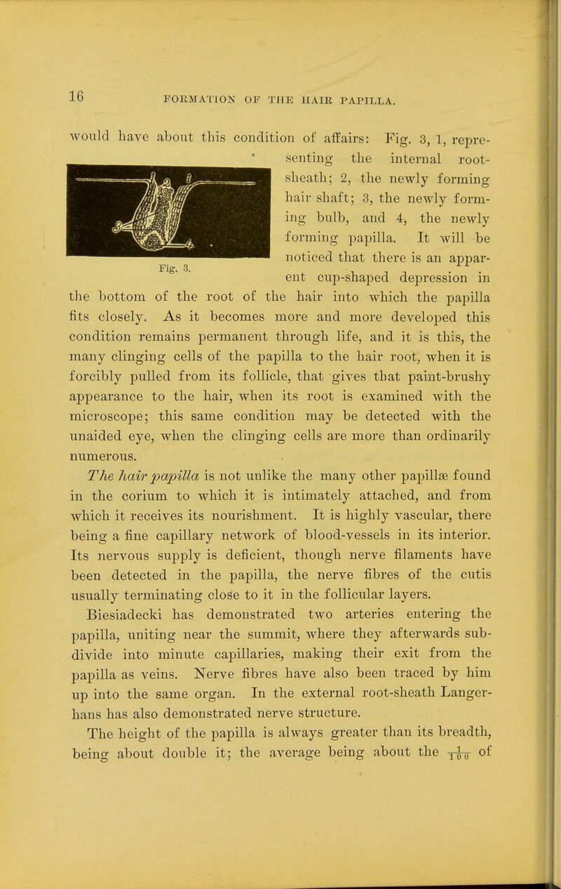 would have about this condition of affairs: Fig. 3, 1, repre- senting the internal root- sheath; 2, the newly forming hair shaft; 3, the newly form- ing bulb, and 4, the newly forming papilla. It will be noticed that there is an apj>ar- ent cup-shaped depression in the bottom of the root of the hair into which the papilla fits closely. As it becomes more and more developed this condition remains permanent through life, and it is this, the many clinging cells of the papilla to the hair root, when it is forcibly pulled from its follicle, that gives that paint-brushy appearance to the hair, when its root is examined Avith the microscope; this same condition may be detected with the unaided eye, when the clinging cells are more than ordinarily numerous. The hair papilla is not uulike the many other papillae found in the corium to which it is intimately attached, and from which it receives its nourishment. It is highly vascular, there being a fine capillary network of blood-vessels in its interior. Its nervous supply is deficient, though nerve filaments have been detected in the papilla, the nerve fibres of the cutis usually terminating close to it in the follicular layers. Biesiadecki has demonstrated two arteries entering the papilla, uniting near the summit, where they afterwards sub- divide into minute capillaries, making their exit from the papilla as veins. Nerve fibres have also been traced by him up into the same organ. In the external root-sheath Langer- hans has also demonstrated nerve structure. The height of the papilla is always greater than its breadth, being about double it; the average being about the yfoy of