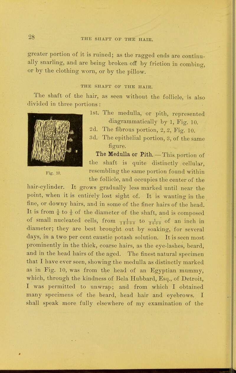 THE SHAFT OF THE HAIR. greater portion of it is ruined; as the ragged ends are continu- ally snarling, and are being broken off by friction in combing, or by the clothing worn, or by the pillow. THE SHAFT OF THE HAIR. The shaft of the hair, as seen without the follicle, is also divided in three portions : 1st. The medulla, or pith, represented diagranimatically by 1, Fig. 10. 2d. The fibrous portion, 2, 2, Fig. 10. 3d. The epithelial portion, 3, of the same figure. The Medulla or Pith. —This portion of the shaft is quite distinctly cellular, resembling the same portion found within the follicle, and occupies the center of the hair-cylinder. It grows gradually less marked until near the point, when it is entirely lost sight of. It is Avanting in the fine, or downy hairs, and in some of the finer hairs of the head. It is from £ to i of the diameter of the shaft, and is composed of small nucleated cells, from Tinhro to Wfo of an incn in diameter; they are best brought out by soaking, for several days, in a two per cent caustic potash solution. It is seen most prominently in the thick, coarse hairs, as the eye-lashes, beard, and in the head hairs of the aged. The finest natural specimen that I have ever seen, showing the medulla as distinctly marked as in Fig. 10, was from the head of an Egyptian mummy, which, through the kindness of Bela Hubbard, Esq., of Detroit, I was permitted to unwrap; and from which I obtained many specimens of the beard, head hair and eyebrows. I shall speak more fully elsewhere of my examination of the