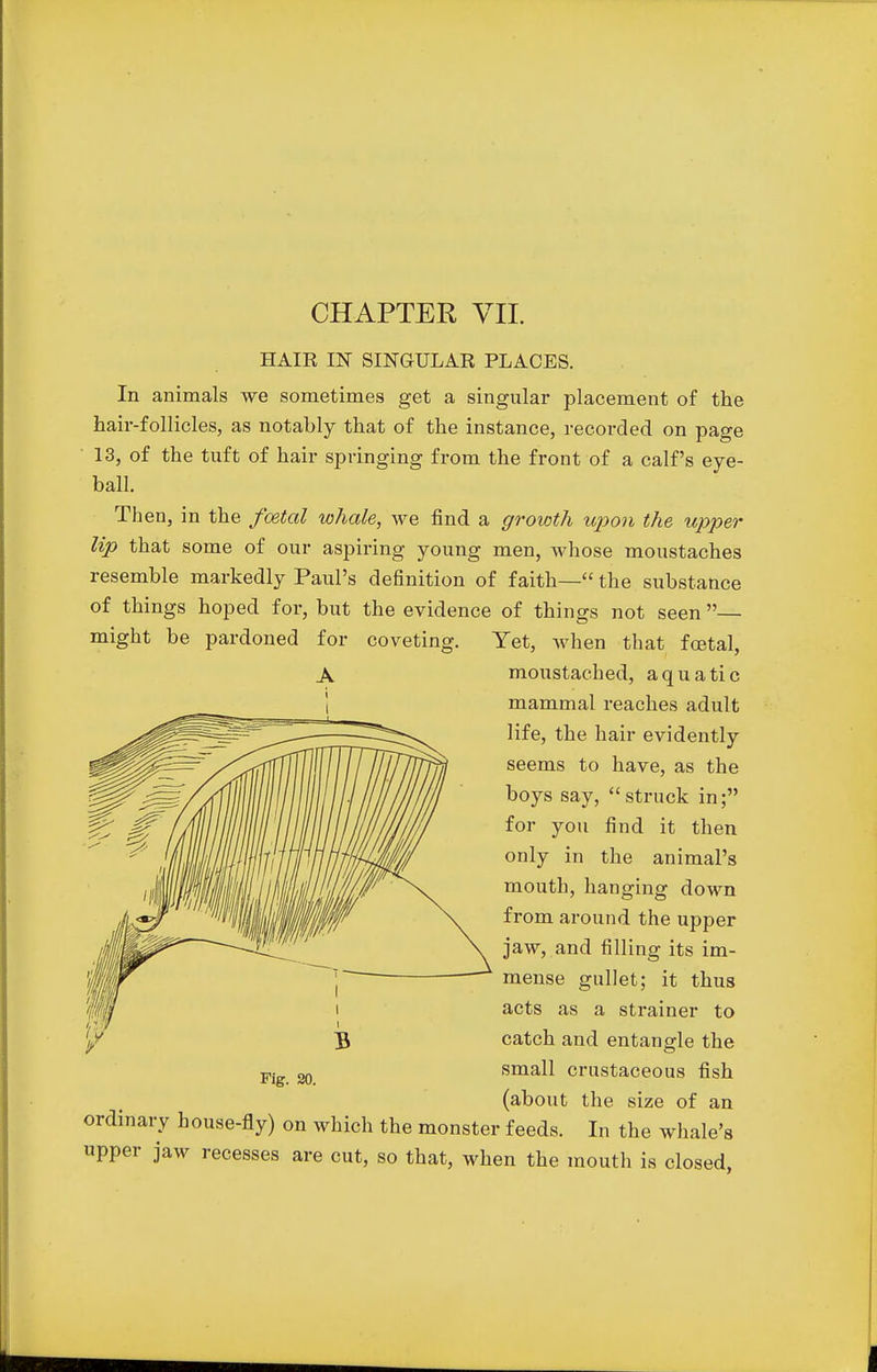 CHAPTER VII. HAIR IN SINGULAR PLACES. In animals we sometimes get a singular placement of the hair-follicles, as notably that of the instance, recorded on page 13, of the tuft of hair springing from the front of a calf's eye- ball. Then, in the foetal whale, we find a growth upon the upper Up that some of our aspiring young men, whose moustaches resemble markedly Paul's definition of faith— the substance of things hoped for, but the evidence of things not seen— might be pardoned for coveting. Yet, when that foetal, moustached, aquatic mammal reaches adult life, the hair evidently seems to have, as the boys say, struck in; for you find it then only in the animal's mouth, hanging down from around the upper jaw, and filling its im- mense gullet; it thus acts as a strainer to catch and entangle the small crustaceous fish (about the size of an ordinary house-fly) on which the monster feeds. In the whale's upper jaw recesses are cut, so that, when the mouth is closed,