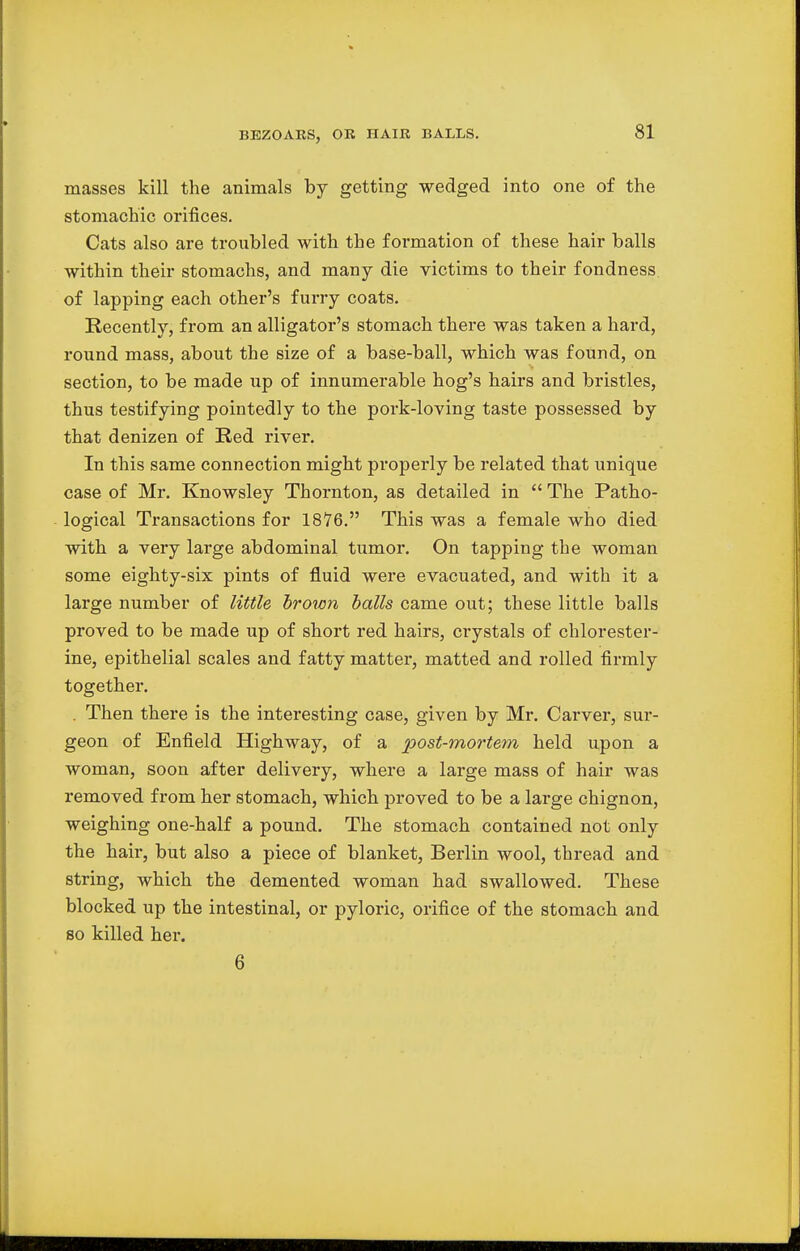 masses kill the animals by getting wedged into one of the stomachic orifices. Cats also are troubled with the formation of these hair balls within their stomachs, and many die victims to their fondness of lapping each other's furry coats. Recently, from an alligator's stomach there was taken a hard, round mass, about the size of a base-ball, which was found, on section, to be made up of innumerable hog's hairs and bristles, thus testifying pointedly to the pork-loving taste possessed by that denizen of Red river. In this same connection might properly be related that unique case of Mr. Knowsley Thornton, as detailed in  The Patho- logical Transactions for 1876. This was a female who died with a very large abdominal tumor. On tapping the woman some eighty-six pints of fluid were evacuated, and with it a large number of little brown balls came out; these little balls proved to be made up of short red hairs, crystals of chlorester- ine, epithelial scales and fatty matter, matted and rolled firmly together. . Then there is the interesting case, given by Mr. Carver, sur- geon of Enfield Highway, of a post-mortem held upon a woman, soon after delivery, where a large mass of hair was removed from her stomach, which proved to be a large chignon, weighing one-half a pound. The stomach contained not only the hair, but also a piece of blanket, Berlin wool, thread and string, which the demented woman had swallowed. These blocked up the intestinal, or pyloric, orifice of the stomach and so killed her. 6