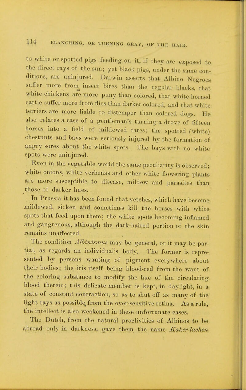 to white or spotted pigs feeding on it, if they are exposed to th& direct rays of the sun; yet hlaek pigs, under the same con- ditions, are uninjured. Darwin asserts that Albino Negroes suffer more frorn insect bites than the regular blacks, that white chickens are more puny than colored, that white-horned cattle suffer more from flies than darker colored, and that white terriers are more liable to distemper than colored dogs. He also relates a case of a gentleman's turning a drove of fifteen horses into a field of mildewed tares; the spotted (white) chestnuts and bays were seriously injured by the formation of angry sores about the white spots. The bays with no white spots were uninjured. Even in the vegetable world the same peculiarity is observed; white onions, white verbenas and other white flowering plants are more susceptible to disease, mildew and parasites than those of darker hues. In Prussia it has been found that vetches, which have become mildewed, sicken and sometimes kill the horses with white spots that feed upon them; the white spots becoming inflamed and gangrenous, although the dark-haired portion of the skin remains unaffected. The condition Albinismus may be general, or it may be par- tial, as regards an individual's body. The former is repre- sented by persons wanting of pigment everywhere about their bodies; the iris itself being blood-red from the want of the coloring substance to modify the hue of the circulating blood therein; this delicate member is kept, in daylight, in a state of constant contraction, so as to shut off as many of the light rays as possible, from the over-sensitive retina. As a rule, the intellect is also weakened in these unfortunate cases. The Dutch, from the natural proclivities of Albinos to be abroad only in darkness, gave them the name Kaker-lachen
