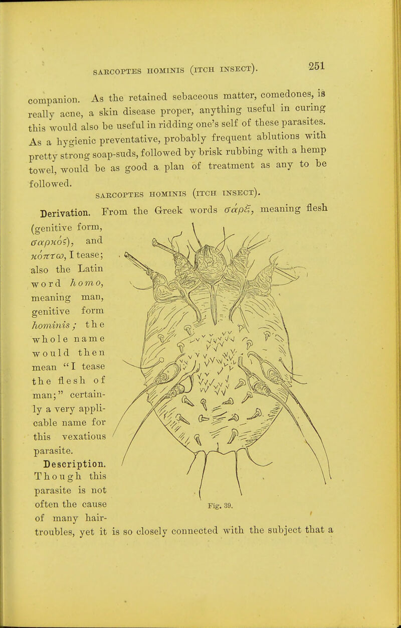 companion. As the retained sebaceous matter, comedones, is really acne, a skin disease proper, anything useful in curing this would also be useful in ridding one's self of these parasites. As a hygienic preventative, probably frequent ablutions with pretty strong soap-suds, followed by brisk rubbing with a hemp towel, would be as good a plan of treatment as any to be followed. SARCOPTES HOMINIS (iTCH INSECT). Derivation. From the Greek words ffapg, meaning flesh (genitive form, ffapnoi), and uoTtroo, I tease; also the Latin ■word homo, meaning man, genitive form hominis y the -whole name would then mean I tease the flesh of man; certain- ly a very appli- cable name for this vexatious parasite. Description. Though this parasite is not often the cause Fig. 39. of many hair- troubles, yet it is so closely connected with the subject that a