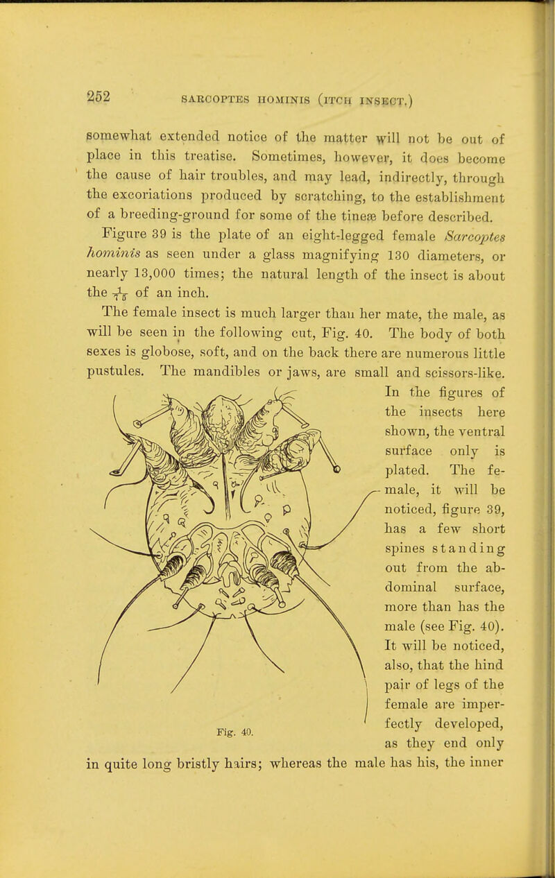 somewhat extended notice of the matter will not be out of place in this treatise. Sometimes, however, it does become the cause of hair troubles, and may lead, indirectly, through the excoriations produced by scratching, to the establishment of a breeding-ground for some of the tineas before described. Figure 39 is the plate of an eight-legged female Sarcoptes hominis as seen under a glass magnifying 130 diameters, or nearly 13,000 times; the natural length of the insect is about the of an inch. The female insect is much larger than her mate, the male, as will be seen in the following cut, Fig. 40. The body of both sexes is globose, soft, and on the back there are numerous little pustules. The mandibles or jaws, are small and scissors-like. In the figures of the insects here shown, the ventral surface only is plated. The fe- male, it will be noticed, figure 39, has a few short spines standing out from the ab- dominal surface, more than has the male (see Fig. 40). It will be noticed, also, that the hind pair of legs of the female are imper- fectly developed, as they end only in quite long bristly hairs; whereas the male has his, the inner Fig. 40.