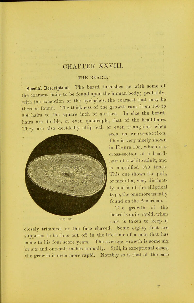 CHAPTER XXVIII. THE BEARD. Special Description. The beard furnishes us with some of the coarsest hairs to be found upon the human body; probably, with the exception of the eyelashes, the coarsest that may be thereon found. The thickness of the growth runs from 150 to 200 hairs to the square inch of surface. In size the beard- hairs are double, or even quadruple, that of the head-hairs. They are also decidedly elliptical, or even triangular, when seen on cross-section. This is very nicely shown in Figure 105, which is a cross-section of a beard- hair of a white adult, and is magnified 370 times. This one shows the pith, or medulla, very distinct- ly, and is of the elliptical type, the one more usually found on the American. The growth of the beard is quite rapid, when care is taken to keep it Fig. 105. closely trimmed, or the face shaved. Some eighty feet are supposed to be thus cut off in the life-time of a man that has come to his four score years. The average growth is some six or six and one-half inches annually. Still, in exceptional cases, the growth is even more rapid. Notably so is that of the case