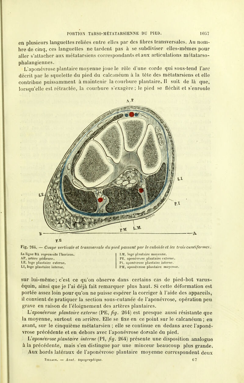 en plusieurs languettes reliées entre elles par des libres transversales. Au nom- bre de cinq, ces languettes ne tardent pas à se subdiviser elles-mêmes pour aller s'attacher aux métatarsiens correspondants et aux articulations métatarso- phalangiennes. L'aponévrose plantaire moyenne joue le rôle d'une corde qui sous-tend l'arc décrit par le squelette du pied du calcanéum à la tôle des métatarsiens et elle contribue puissamment à maintenir lacourbureplantaire.il suit de 1;\ que, lorsqu'elle est rétractée, la courbure s'exagère ; le pied se fléchit et s'enroule Î.B Fig. 264. — Coupe verticale et transversale du pied passant par le cuboïde et les trois cunéiformes. La ligne BA repi-ésente rhorizon. LM, loge plantaire moyenne. AP, artère pédieuse. PE, aponévrose plantaire externe. LE, loge plantaire externe. PI, aponévrose plantaire interne. LI, loge plantaire interne. PM, aponévrose plantaire moyenne. sur lui-même; c'est ce qu'on observe dans certains cas de pied-bot varus- équin, ainsi que je l'ai déjà fait remarquer plus haut. Si cette déformation est portée assez loin pour qu'on ne puisse espérer la corriger à l'aide des appareils, il convient de pratiquer la section sous-cutanée de l'aponévrose, opération peu grave en raison de l'éloignement des artères plantaires. Vaponém^ose plantaire externe (PE, fig. 264) est presque aussi résistante que la moyenne, surtout en arrière. Elle se fixe en ce point sur le calcanéum ; en avant, sur le cinquième métatarsien ; elle se continue en dedans avec l'aponé- vrose précédente et en dehors avec l'aponévrose dorsale du pied. \Japonévrose plantaire interne (PI, fig. 264) présente une disposition analogue à la précédente, mais s'en distingue par une minceur beaucoup plus grande. Aux bords latéraux de l'aponévrose plantaire moyenne correspondent deux TiLLiux. — Anal, topographique. 6 7