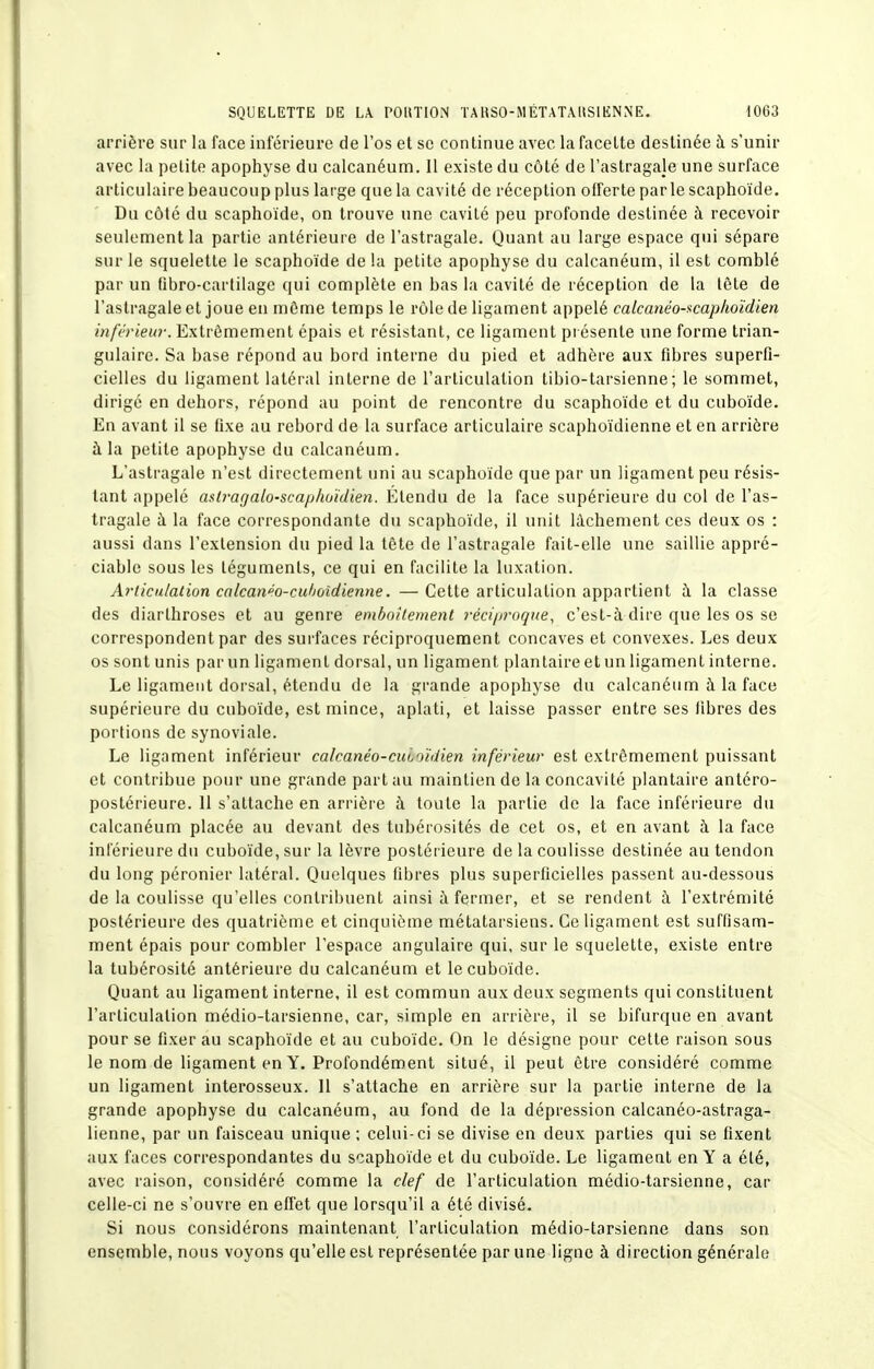 arrière sur la face inférieure de l'os et se continue avec la facette destinée à s'unir avec la petite apophyse du calcanéum. Il existe du côté de l'astragale une surface articulaire beaucoup plus large que la cavité de réception offerte par le scaphoïde. Du côté du scaphoïde, on trouve une cavité peu profonde destinée à recevoir seulement la partie antérieure de l'astragale. Quant au large espace qui sépare sur le squelette le scaphoïde de la petite apophyse du calcanéum, il est comblé par un fibro-cartilage qui complète en bas la cavité de réception de la tète de l'astragaleet joue en même temps le rôle de ligament appelé calcanéo-Kcaphoïdien infh'ieur. Extrêmement épais et résistant, ce ligament présente une forme trian- gulaire. Sa base répond au bord interne du pied et adhère aux fibres superfi- cielles du ligament latéral interne de l'articulation tibio-tarsienne; le sommet, dirigé en dehors, répond au point de rencontre du scaphoïde et du cuboïde. En avant il se fixe au rebord de la surface articulaire scaphoïdienne et en arrière à la petite apophyse du calcanéum. L'astragale n'est directement uni au scaphoïde que par un ligament peu résis- tant appelé aslj-agalo-scaphoïdien. Étendu de la face supérieure du col de l'as- tragale à la face correspondante du scaphoïde, il unit lâchement ces deux os : aussi dans l'extension du pied la tête de l'astragale fait-elle une saillie appré- ciable sous les téguments, ce qui en facilite la luxation. Articulation calcan^o-cu/jûîdiemie. —Cette articulation appartient à la classe des diarthroses et au genre emboîtement i-éci/jroque, c'est-à dire que les os se correspondent par des surfaces réciproquement concaves et convexes. Les deux os sont unis par un ligament dorsal, un ligament plantaire et un ligament interne. Le ligament dorsal, étendu de la grande apophyse du calcanéum à la face supérieure du cuboïde, est mince, aplati, et laisse passer entre ses libres des portions de synoviale. Le ligament inférieur cakanéo-cul'udien inférieur est extrêmement puissant et contribue pour une grande part au maintien de la concavité plantaire antéro- postérieure. 11 s'attache en arrière à toute la partie de la face inférieure du calcanéum placée au devant des tubérosités de cet os, et en avant à la face inférieure du cuboïde, sur la lèvre postérieure de la coulisse destinée au tendon du long péronier latéral. Quelques fibres plus superficielles passent au-dessous de la coulisse qu'elles contribuent ainsi à fermer, et se rendent à l'extrémité postérieure des quatrième et cinquième métatarsiens. Ce ligament est suffisam- ment épais pour combler l'espace angulaire qui, sur le squelette, existe entre la tubérosité antérieure du calcanéum et le cuboïde. Quant au ligament interne, il est commun aux deux segments qui constituent l'articulation médio-tarsienne, car, simple en arrière, il se bifurque en avant pour se fixer au scaphoïde et au cuboïde. On le désigne pour celte raison sous le nom de ligament en Y. Profondément situé, il peut être considéré comme un ligament interosseux. Il s'attache en arrière sur la partie interne de la grande apophyse du calcanéum, au fond de la dépression calcanéo-astraga- lienne, par un faisceau unique ; celui-ci se divise en deux parties qui se fixent aux faces correspondantes du scaphoïde et du cuboïde. Le ligament en Y a été, avec raison, considéré comme la clef de l'articulation médio-tarsienne, car celle-ci ne s'ouvre en effet que lorsqu'il a été divisé. Si nous considérons maintenant l'articulation médio-tarsienne dans son ensemble, nous voyons qu'elle est représentée par une ligne à direction générale