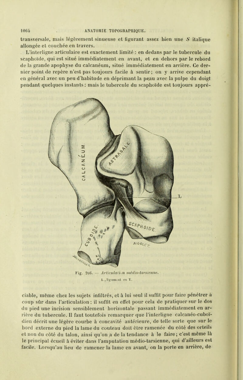 transversale, mais légèrement sinueuse et figurant assez Uien une ^ italique allongée et couchée en travers. , L'interligne articulaire est exactement limité : en dedans par le tubercule du scaphoïde, qui est situé immédiatement en avant, et en dehors par le rebord de la grande apophyse du calcanéum, situé immédiatement en arrière. Ce der- nier point de repère n'est pas toujours facile à sentir; on y arrive cependant en général avec un peu d'habitude en déprimant la peau avec la pulpe du doigt pendant quelques instants: mais le tubercule du scaphoïde est toujours appré- l''ig. 2tjG. — Aviiculatv.n mcdio-tarsienne. h , ligninLiit cil Y. ciable, même chez les sujets infiltrés, et à lui seul il suffit pour faire pénétrer à coup sûr dans l'articulation : il suffit en etfet pour cela de pratiquer sur le dos du pied une incision sensiblement horizontale passant immédiatement en ar- rière du tubercule. Il faut toutefois remarquer que l'interligne calcanéo-cuboï- dien décrit une légère courbe à concavité antérieure, de telle sorte que sur le bord externe du pied la lame du couteau doit être ramenée du côté des orteils et non du côté du talon, ainsi qu'on a de la tendance à le faire ; c'est même là le principal écueil à éviter dans l'amputation médio-tarsienne, qui d'ailleurs est facile. Lorsqu'au lieu de ramener la lame en avant, on la porte en arrière, de