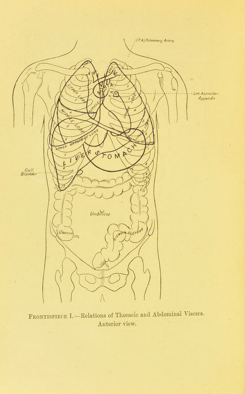 Frontispiece I.—Relations of Thoracic and Abdominal Viscera.