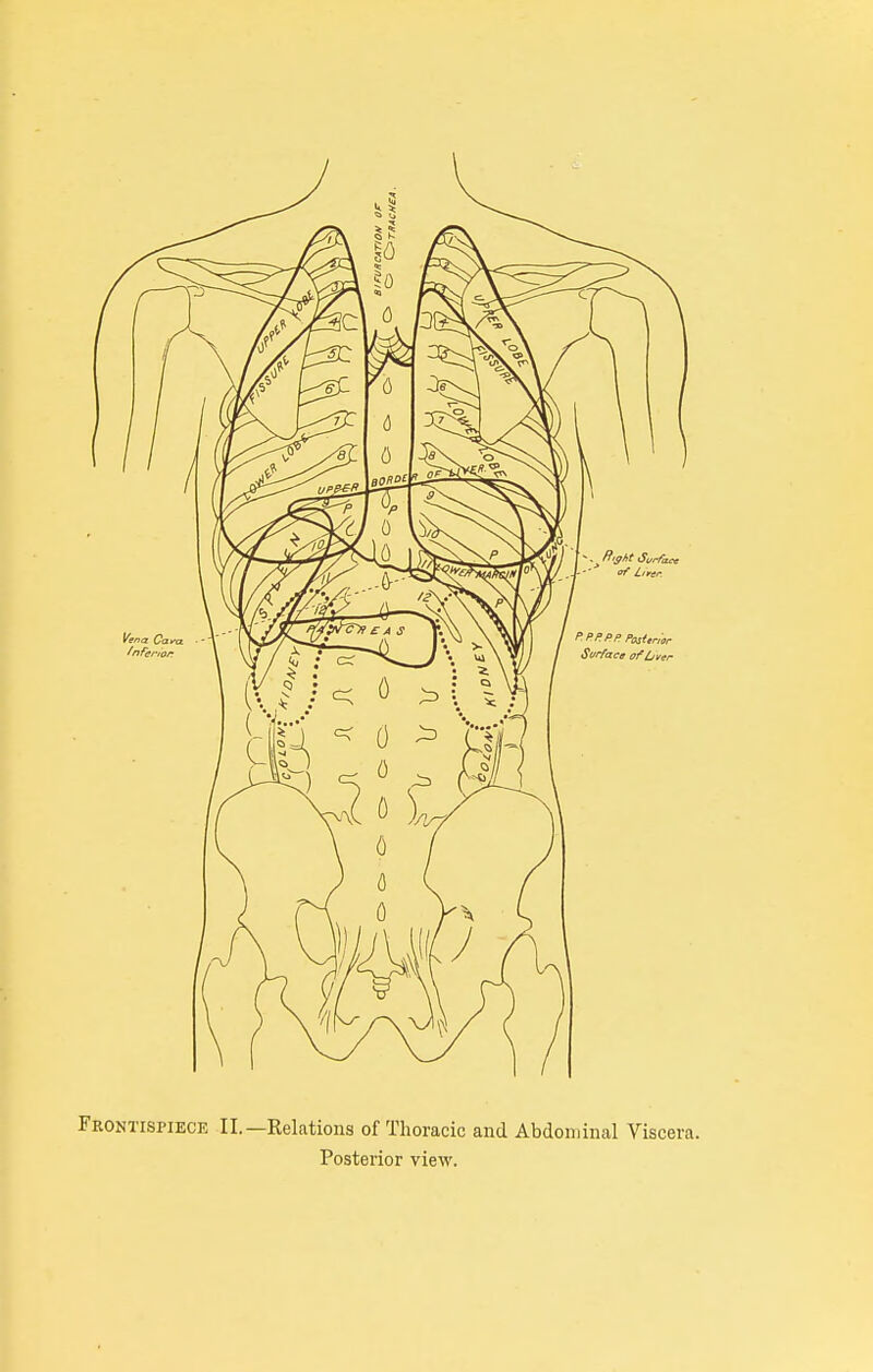 Frontispiece II.—Relations of Thoracic and Abdominal Viscera.