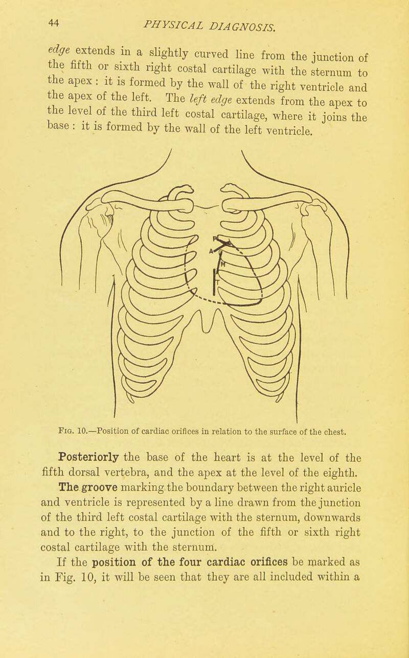 tt^\ft in a slightly curved line from the junction of the hfth or sixth right costal cartilage with the sternum to the apex : it is formed by the wall of the right ventricle and the apex of the left. The left edge extends from the apex to the level of the third left costal cartilage, where it joins the base : it is formed by the wall of the left ventricle. Fia. 10.—Position of cardiac orifices in relation to the surface of the chest. Posteriorly the base of the heart is at the level of the fifth dorsal vertebra, and the apex at the level of the eighth. The groove marking the boundary between the right auricle and ventricle is represented by a line drawn from the junction of the third left costal cartilage vdth the sternum, doA^Tiwards and to the right, to the junction of the fifth or sixth right costal cartilage with the sternum. If the position of the four cardiac orifices be marked as in Fig. 10, it will be seen that they are all included within a