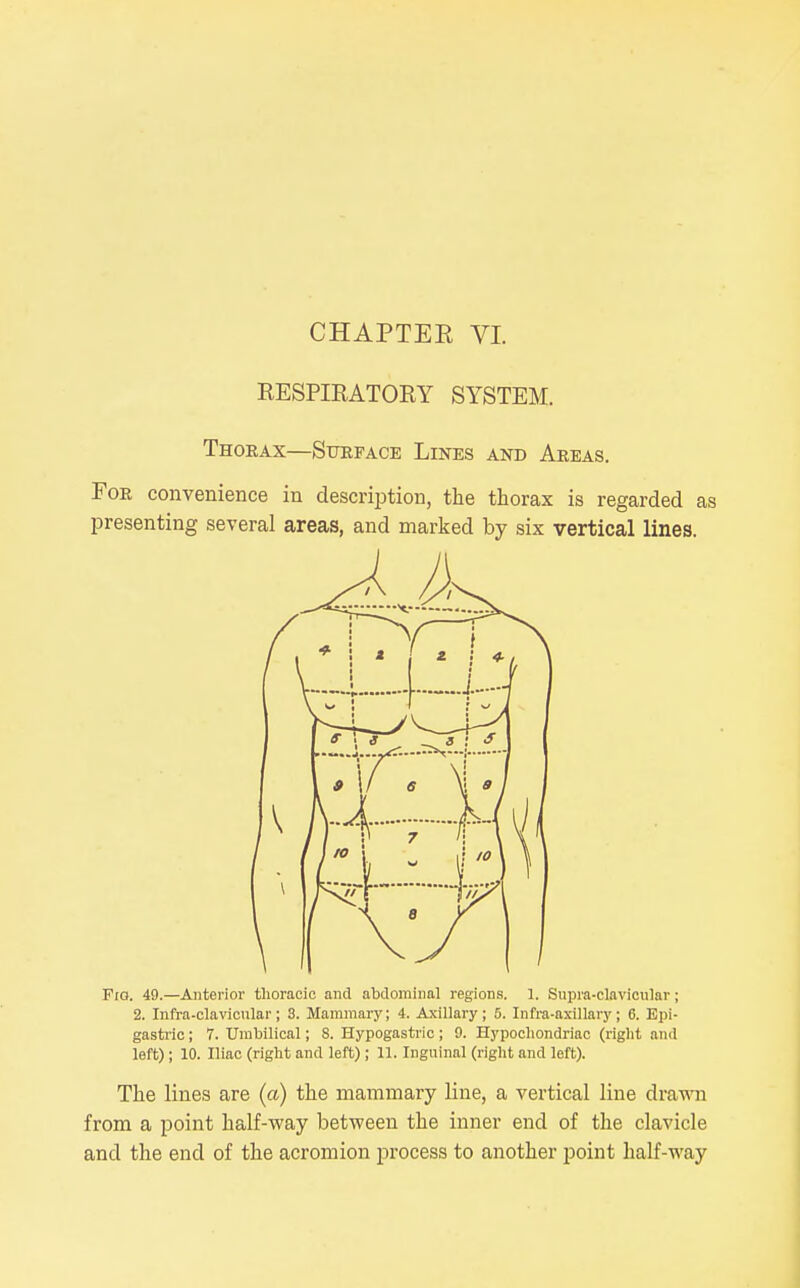 RESPIRATORY SYSTEM. Thorax—Surface Lines and Areas. For convenience in description, the thorax is regarded as presenting several areas, and marked by six vertical lines. Fig. 49.—Anterior thoracic and abdominal regions. 1. Supra-clavicnlar; 2. Infra-clavicular; 3. Mammary; 4. Axillary; 5. Infra-axillary; 6. Epi- gastric ; 7. Umbilical; 8. Hypogastric; 9. Hypochondriac (right and left); 10. Iliac (right and left); 11. Inguinal (riglit and left). The lines are (a) the mammary line, a vertical line drawn from a point half-veay between the inner end of the clavicle and the end of the acromion process to another point half-way