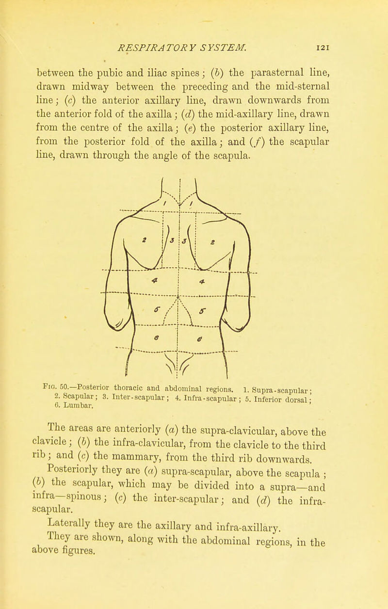 between the pubic and iliac spines; (b) the parasternal line, drawn midway between the preceding and the mid-sternal line; (c) the anterior axillary line, drawn downwards from the anterior fold of the axilla; (d) the mid-axillary line, drawn from the centre of the axilla; (e) the posterior axillary line, from the posterior fold of the axilla; and (/) the scapular line, drawn through the angle of the scapula. 1. 50.—Posterior thoracic and abdominal regions. 1. Supra-scapnlar; 2. Scapular; 3. Inter-scapular ; 4. Infra - scapular ; 5. Inferior dorsal' 0. Lumbar. ' The areas are anteriorly (a) the supra-clavicular, above the clavicle; (b) the infra-clavicular, from the clavicle to the third rib; and (c) the mammary, from the third rib downwards. Posteriorly they are (a) supra-scapular, above the scapula ; (b) the scapular, which may be divided into a supra—and mfra-spinous; (c) the inter-scapular; and (d) the infra- scapular. Laterally they are the axillary and infra-axillary. They are shown, along with the abdominal regions, in the above figures.
