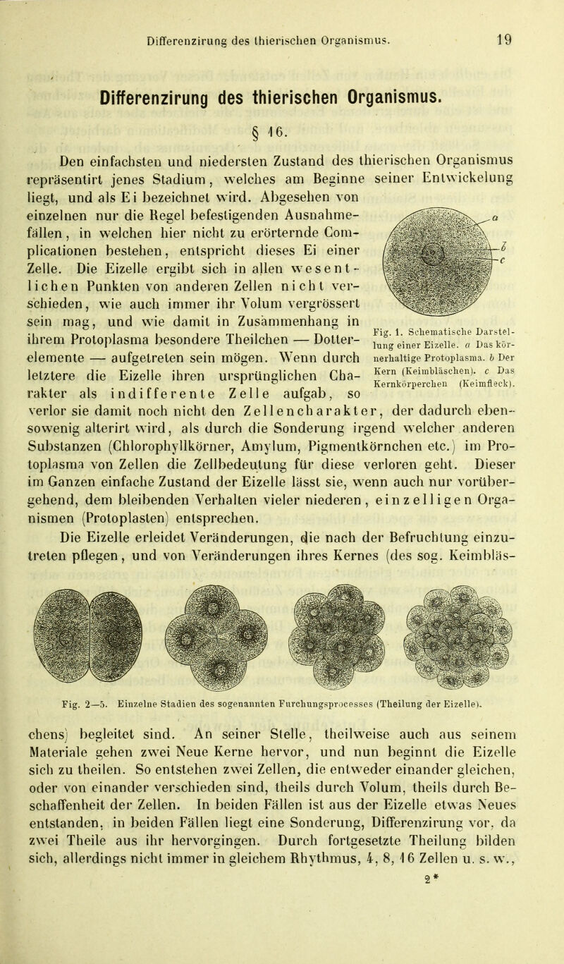 Differenzirung des thierischen Organismus. Den einfachsten und niedersten Zustand des thierischen Organismus repräsentirt jenes Stadium , welches am Beginne seiner Entwicklung liegt, und als Ei bezeichnet wird. Abgesehen von einzelnen nur die Regel befestigenden Ausnahme- fällen , in welchen hier nicht zu erörternde Com- plicationen bestehen, entspricht dieses Ei einer Zelle. Die Eizelle ergibt sich in allen wesent- lichen Punkten von anderen Zellen nicht ver- schieden, wie auch immer ihr Volum vergrössert sein mag, und wie damit in Zusammenhang in ihrem Protoplasma besondere Theilchen — Dotter- elemente — aufgetreten sein mögen. Wenn durch letztere die Eizelle ihren ursprünglichen Cha- rakter als indifferente Zelle aufgab, so verlor sie damit noch nicht den Zellencharakter, der dadurch eben- sowenig alterirt wird, als durch die Sonderung irgend welcher anderen Substanzen (Chlorophyllkörner, Amylum, Pigmentkörnchen etc.) im Pro- toplasma von Zellen die Zellbedeutung für diese verloren geht. Dieser im Ganzen einfache Zustand der Eizelle lässt sie, wenn auch nur vorüber- gehend, dem bleibenden Verhalten vieler niederen, einzelligen Orga- nismen (Protoplasten) entsprechen. Die Eizelle erleidet Veränderungen, die nach der Befruchtung einzu- treten pflegen, und von Veränderungen ihres Kernes (des sog. Keimbläs- Fig. 1. Schematische Darstel- lung einer Eizelle, a Daskör- nerhaltige Protoplasma, b Der Kern (Keimbläschen), c Das Kernkörperchen (Keimfleck). Fig. 2—5. Einzelne Stadien des sogenannten Furchungsprocesses (Theilung der Eizelle). chens) begleitet sind. An seiner Stelle, theilweise auch aus seinem Materiale gehen zwei Neue Kerne hervor, und nun beginnt die Eizelle sich zu theilen. So entstehen zwei Zellen, die entweder einander gleichen, oder von einander verschieden sind, theils durch Volum, theils durch Be- schaffenheit der Zellen. In beiden Fällen ist aus der Eizelle etwas Neues entstanden, in beiden Fällen liegt eine Sonderung, Differenzirung vor. da zwei Theile aus ihr hervorgingen. Durch fortgesetzte Theilung bilden sich, allerdings nicht immer in gleichem Rhythmus, 4, 8, 16 Zellen u. s. w., 2*