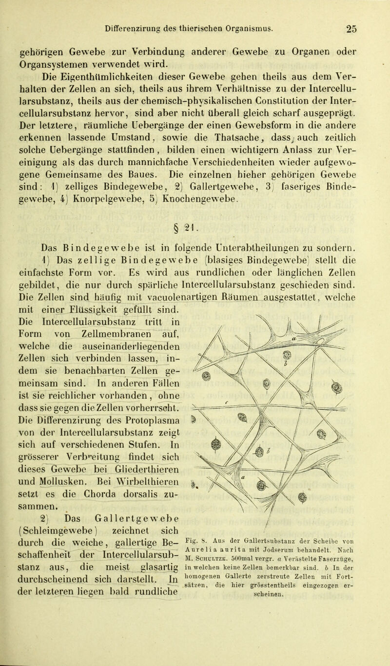 gehörigen Gewebe zur Verbindung anderer Gewebe zu Organen oder Organsystemen verwendet wird. Die Eigenthümlichkeiten dieser Gewebe gehen theils aus dem Ver- halten der Zellen an sich, theils aus ihrem Verhältnisse zu der Intercellu- larsubstanz, theils aus der chemisch-physikalischen Constitution der Inter- cellularsubstanz hervor, sind aber nicht überall gleich scharf ausgeprägt. Der letztere, räumliche Uebergänge der einen Gewebsform in die andere erkennen lassende Umstand; sowie die Thatsache, dass^ auch zeitlich solche Uebergänge stattfinden , bilden einen wichtigern Anlass zur Ver- einigung als das durch mannichfache Verschiedenheiten wieder aufgewo- gene Gemeinsame des Baues. Die einzelnen hieher gehörigen Gewebe sind: 1) zelliges Bindegewebe, 2) Gallertgewebe, 3) faseriges Binde- gewebe, 4) Knorpelgewebe, 5) Knochengewebe. § 21. Das Bindegewebe ist in folgende Unterabtheilungen zu sondern. 1) Das zellige Bindegewebe (blasiges Bindegewebe) stellt die einfachste Form vor. Es wird aus rundlichen oder länglichen Zellen gebildet, die nur durch spärliche Intercellularsubstanz geschieden sind. Die Zellen sind häufig mit vacuolenartigen Räumen ausgestattet, welche mit einer Flüssigkeit gefüllt sind. Die Intercellularsubstanz tritt in Form von Zellmembranen auf, welche die auseinanderliegenden Zellen sich verbinden lassen, in- dem sie benachbarten Zellen ge- meinsam sind. In anderen Fällen ist sie reichlicher vorhanden , ohne dass sie gegen die Zellen vorherrscht. Die Differenzirung des Protoplasma von der Intercellularsubstanz zeigt sich auf verschiedenen Stufen. In grösserer Verbreitung findet sich dieses Gewebe bei Gliederthieren und Mollusken. Bei Wirbelthieren setzt es die Chorda dorsalis zu- sammen. 2) Das Gallertgewebe (Schleimgewebe) zeichnet sich durch die Weiche , gallertige Be- FiS- 8- Aus der GaUertsubstanz der Scheibe von i cc C^«r j t * li i i Aure Ii a aurita mit Jodserum behandelt. Nach SChaffenheit der Intercellularsub- M..SchülTZB. SOOmalvergr. «Verästelte Faserzüge, Stanz aUS, die meist glasartig in welchen keine Zellen bemerkbar sind. 6 In der durchscheinend Sich darstellt. In hom°genen Gallerte «rstrente Zellen mit Fort- der letzteren liefen bald rundliche Sätzen, die hier grösstentheils eingezogen er- scheinen.