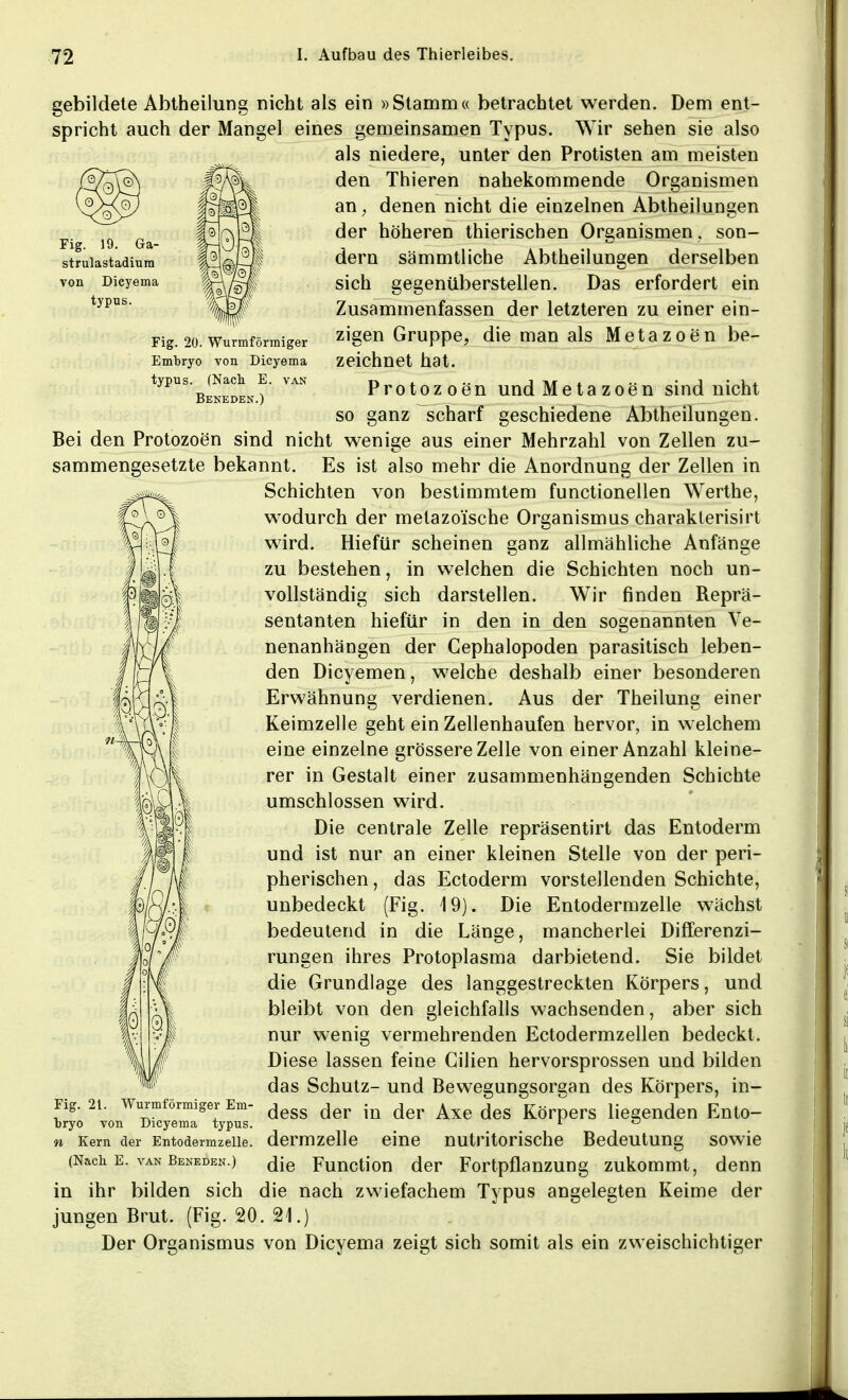 Fig. 19. Ga- strulastadiura von Dicyema typus. Fig. 20. Wurmförmiger Embryo von Dicyema typus. (Nach E. van Beneden.) gebildete Abtheilung nicht als ein »Stamm« betrachtet werden. Dem ent- spricht auch der Mangel eines gemeinsamen Typus. Wir sehen sie also als niedere, unter den Protisten am meisten den Thieren nahekommende Organismen an7 denen nicht die einzelnen Abtheilungen der höheren thierischen Organismen , son- dern sämmtliche Abtheilungen derselben sich gegenüberstellen. Das erfordert ein Zusammenfassen der letzteren zu einer ein- zigen Gruppe, die man als Metazoen be- zeichnet hat. Protozoen und Metazoen sind nicht so ganz scharf geschiedene Abtheilungen. Bei den Protozoen sind nicht wenige aus einer Mehrzahl von Zellen zu- sammengesetzte bekannt. Es ist also mehr die Anordnung der Zellen in Schichten von bestimmtem functionellen Werthe, wodurch der metazo'ische Organismus charakterisirt wird. Hiefür scheinen ganz allmähliche Anfänge zu bestehen, in welchen die Schichten noch un- vollständig sich darstellen. Wir finden Reprä- sentanten hiefür in den in den sogenannten Ve- nenanhängen der Cephalopoden parasitisch leben- den Dicyemen, welche deshalb einer besonderen Erwähnung verdienen. Aus der Theilung einer Keimzelle geht ein Zellenhaufen hervor, in welchem eine einzelne grössere Zelle von einer Anzahl kleine- rer in Gestalt einer zusammenhängenden Schichte umschlossen wird. Die centrale Zelle repräsentirt das Entoderm und ist nur an einer kleinen Stelle von der peri- pherischen, das Ectoderm vorstellenden Schichte, unbedeckt (Fig. 19). Die Entodermzelle wächst bedeutend in die Länge, mancherlei Differenzi- rungen ihres Protoplasma darbietend. Sie bildet die Grundlage des langgestreckten Körpers, und bleibt von den gleichfalls wachsenden, aber sich nur wenig vermehrenden Ectodermzellen bedeckt. Diese lassen feine Cilien hervorsprossen und bilden das Schutz- und Bewegungsorgan des Körpers, in- dess der in der Axe des Körpers liegenden Ento- dermzelle eine nutritorische Bedeutung sowie die Function der Fortpflanzung zukommt, denn in ihr bilden sich die nach zwiefachem Typus angelegten Keime der jungen Brut. (Fig. 20. 21.) Der Organismus von Dicyema zeigt sich somit als ein zweischichtiger Fig. 21. Wurmförmiger Em- bryo von Dicyema typus. n Kern der Entodermzelle. (Nach E. van Beneden.)