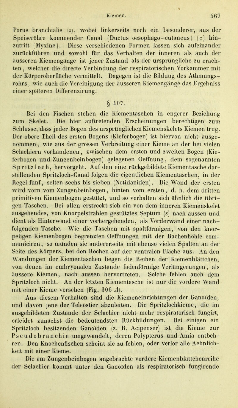 Poms branchialis (s), wobei linkerseits noch ein besonderer, aus der Speiseröhre kommender Canal (Ductus oesophago-cutaneus) (c) hin- zutritt (Myxine). Diese verschiedenen Formen lassen sich aufeinander zurückführen und sowohl für das Verhalten der inneren als auch der äusseren Kiemengänge ist jener Zustand als der ursprüngliche zu erach- ten , welcher die directe Verbindung der respiratorischen Vorkammer mit der Körperoberfläche vermittelt. Dagegen ist die Bildung des Athmungs- rohrs, wie auch die Vereinigung der äusseren Kiemengänge das Ergebniss einer späteren Differenzirung. § 407. Bei den Fischen stehen die Kiementaschen in engerer Beziehung zum Skelet. Die hier auftretenden Erscheinungen berechtigen zum Schlüsse, dass jeder Bogen des ursprünglichen Kiemenskelets Kiemen trug. Der obere Theil des ersten Bogens (Kieferbogen) ist hiervon nicht ausge- nommen , wie aus der grossen Verbreitung einer Kieme an der bei vielen Selachiern vorhandenen, zwischen dem ersten und zweiten Bogen (Kie- ferbogen und Zungenbeinbogen) gelegenen Oeffnung, dem sogenannten Spritzloch, hervorgeht. Auf den eine rückgebildete Kiementasche dar- stellenden Spritzloch-Canal folgen die eigentlichen Kiementaschen, in der Regel fünf, selten sechs bis sieben (Notidaniden). Die Wand der ersten wird vorn vom Zungenbeinbogen, hinten vom ersten, d. h. dem dritten primitiven Kiemenbogen gestützt, und so verhalten sich ähnlich die übri- gen Taschen. Bei allen erstreckt sich ein von dem inneren Kiemenskelet ausgehendes, von Knorpelstrahlen gestütztes Septum (s) nach aussen und dient als Hinterwand einer vorhergehenden, als Vorderwand einer nach- folgenden Tasche. Wie die Taschen mit spaltförmigen, von den knor- peligen Kiemenbogen begrenzten Oeffnungen mit der Rachenhöhle com- municiren, so münden sie andererseits mit ebenso vielen Spalten an der Seite des Körpers, bei den Rochen auf der ventralen Fläche aus. An den Wandungen der Kiementaschen liegen die Reihen der Kiemenblättchen, von denen im embryonalen Zustande fadenförmige Verlängerungen, als äussere Kiemen, nach aussen hervortreten. Solche fehlen auch dem Spritzloch nicht. An der letzten Kiementasche ist nur die vordere Wand mit einer Kieme versehen (Fig. 306 A). Aus diesem Verhalten sind die Kiemeneinrichtungen der Ganoiden, und davon jene der Teleostier abzuleiten. Die Spritzlochkieme, die im ausgebildeten Zustande der Selachier nicht mehr respiratorisch fungirt, erleidet zunächst die bedeutendsten Rückbildungen. Bei einigen ein Spritzloch besitzenden Ganoiden (z. B. Acipenser) ist die Kieme zur Pseudobranchie umgewandelt, deren Polypterus und Amia entbeh- ren. Den Knochenfischen scheint sie zu fehlen, oder verlor alle Aehnlich- keit mit einer Kieme. Die am Zungenbeinbogen angebrachte vordere Kiemenblättchenreihe der Selachier kommt unter den Ganoiden als respiratorisch fungirende