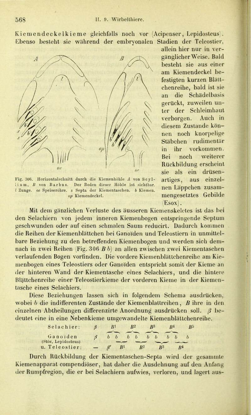 Kiemendeckelkieme gleichfalls noch vor (Acipenser, Lepidosteus;. Ebenso besteht sie wahrend der embryonalen Stadien der Teleostier, allein hier nur in ver- jß gänglicher Weise. Bald besteht sie aus einer am Kiemendeckel be- festigten kurzen Blätt- chenreihe, bald ist sie an die Schädelbasis gerückt, zuweilen un- ter der Schleimhaut verborgen. Auch in diesem Zustande kön- nen noch knorpelige Stäbchen rudimentär in ihr vorkommen. Bei noch weiterer Rückbildung erscheint sie icyl- Fig. 306. Horizontalschnitt durch die Kiemenhöhle A iium, B von Barbus. Der Boden dieser Höhle ist sichtbar l Zunge, oe Speiseröhre, s Septa der Kiementaschen, b Kiemen op Kiemendeckel. als ein drüsen- artiges, aus einzel- nen Lappchen zusam- mengesetztes Gebilde (Esox). Mit dem ganzlichen Verluste des äusseren Kiemenskeletes ist das bei den Selachiern von jedem inneren Kiemenbogen entspringende Septum geschwunden oder auf einen schmalen Saum reducirt. Dadurch kommen die Reihen der Kiemenblättchen bei GanoTden und Teleostiern in unmittel- bare Beziehung zu den betreffenden Kiemenbogen und werden sich dem- nach in zwei Reihen (Fig. 306 B b) an allen zwischen zwei Kiementaschen verlaufenden Bogen vorfinden. Die vordere Kiemenblättchenreihe am Kie- menbogen eines Teleostiers oder GanoTden entspricht somit der Kieme an der hinteren Wand der Kiementasche eines Selachiers, und die hintere Blältchenreihe einer Teleostierkieme der vorderen Kieme in der Kiemen- tasche eines Selachiers. Diese Beziehungen lassen sich in folgendem Schema ausdrücken, w7obei b die indifferenten Zustände der Kiemenblattreihen, B ihre in den einzelnen Abtheilungen differenzirte Anordnung ausdrücken soll, ß be- deutet eine in eine Nebenkieme umgewandelte Kiemenblättchenreihe. Selachier ßJ ß2 ß3 Ganoiden (Stör, Lepidosteus) u. Teleostier: ß b b b b b b b b b - ß' ß1 ß2 ß3 ßi Durch Rückbildung der Kiementaschen-Septa wird der gesammte Kiemenapparat compendiöser, hat daher die Ausdehnung auf den Anfang der Rumpfregion, die er bei Selachiern aufwies, verloren, und lagert aus-