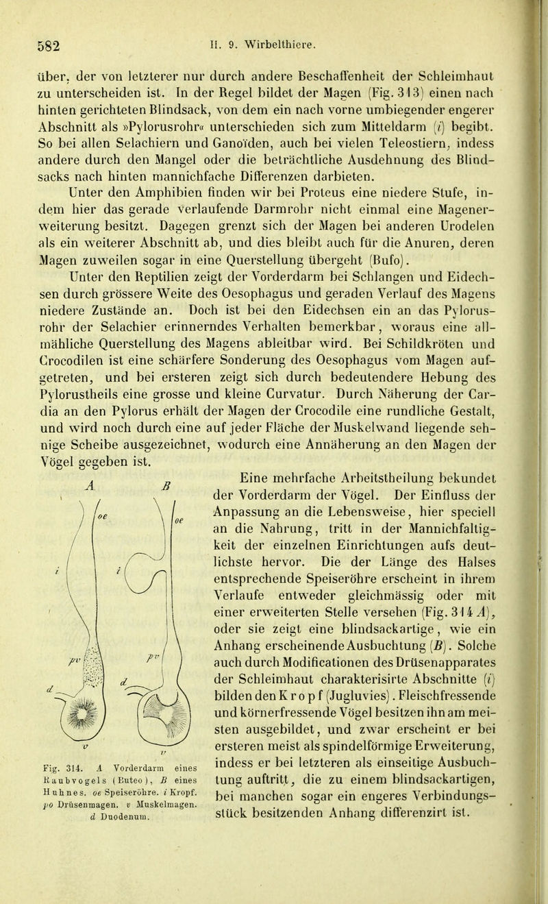 über, der von letzterer nur durch andere Beschaffenheit der Schleimhaut zu unterscheiden ist. In der Regel bildet der Magen (Fig. 313) einen nach hinten gerichteten Blindsack, von dem ein nach vorne umbiegender engerer Abschnitt als »Pylorusrohr« unterschieden sich zum Mitteldarm (/) begibt. So bei allen Selachiern und Ganoi'den, auch bei vielen Teleostiern, indess andere durch den Mangel oder die beträchtliche Ausdehnung des Blind- sacks nach hinten mannichfache Differenzen darbieten. Unter den Amphibien finden wir bei Proteus eine niedere Stufe, in- dem hier das gerade verlaufende Darmrohr nicht einmal eine Magener- weiterung besitzt. Dagegen grenzt sich der Magen bei anderen Urodelen als ein weiterer Abschnitt ab, und dies bleibt auch für die Anuren, deren Magen zuweilen sogar in eine Querstellung übergeht (Bufo). Unter den Reptilien zeigt der Vorderdarm bei Schlangen und Eidech- sen durch grössere Weite des Oesophagus und geraden Verlauf des Magens niedere Zustände an. Doch ist bei den Eidechsen ein an das Pylorus- rohr der Selachier erinnerndes Verhalten bemerkbar, woraus eine all- mähliche Querstellung des Magens ableitbar wird. Bei Schildkröten und Crocodilen ist eine schärfere Sonderung des Oesophagus vom Magen auf- getreten, und bei ersteren zeigt sich durch bedeutendere Hebung des Pylorustheils eine grosse und kleine Curvatur. Durch Näherung der Car- dia an den Pylorus erhält der Magen der Grocodile eine rundliche Gestalt, und wird noch durch eine auf jeder Fläche der Muskelwand liegende seh- nige Scheibe ausgezeichnet, wodurch eine Annäherung an den Magen der Vögel gegeben ist. A B Eine mehrfache Arbeitsteilung bekundet der Vorderdarm der Vögel. Der Einfluss der Anpassung an die Lebensweise, hier speciell an die Nahrung, tritt in der Mannichfaltig- keit der einzelnen Einrichtungen aufs deut- lichste hervor. Die der Länge des Halses entsprechende Speiseröhre erscheint in ihrem Verlaufe entweder gleichmässig oder mit einer erweiterten Stelle versehen (Fig. 3 HA), oder sie zeigt eine blindsackartige, wie ein Anhang erscheinende Ausbuchtung (B). Solche auch durch Modifikationen des Drüsenapparates der Schleimhaut charakterisirte Abschnitte (i) bilden den Kropf (Jugluvies). Fleischfressende und körnerfressende Vögel besitzen ihn am mei- sten ausgebildet, und zw7ar erscheint er bei ersteren meist als spindelförmige Erweiterung, Fig. 314. A Vorderdarm eines indeSS er bei letzteren als einseitige Ausbuch- Kaubvogels (Buteo), b eines tung auftritt, die zu einem blindsackartigen, Hunnes. 0e Speiseröhre. » Kropf. beimanchen sogar ein enseres Verbindungs- weg Drüsenmagen, v Muskelmagen. . ° t«. • • d Duodenum. stück besitzenden Anhang dmerenzirt ist.